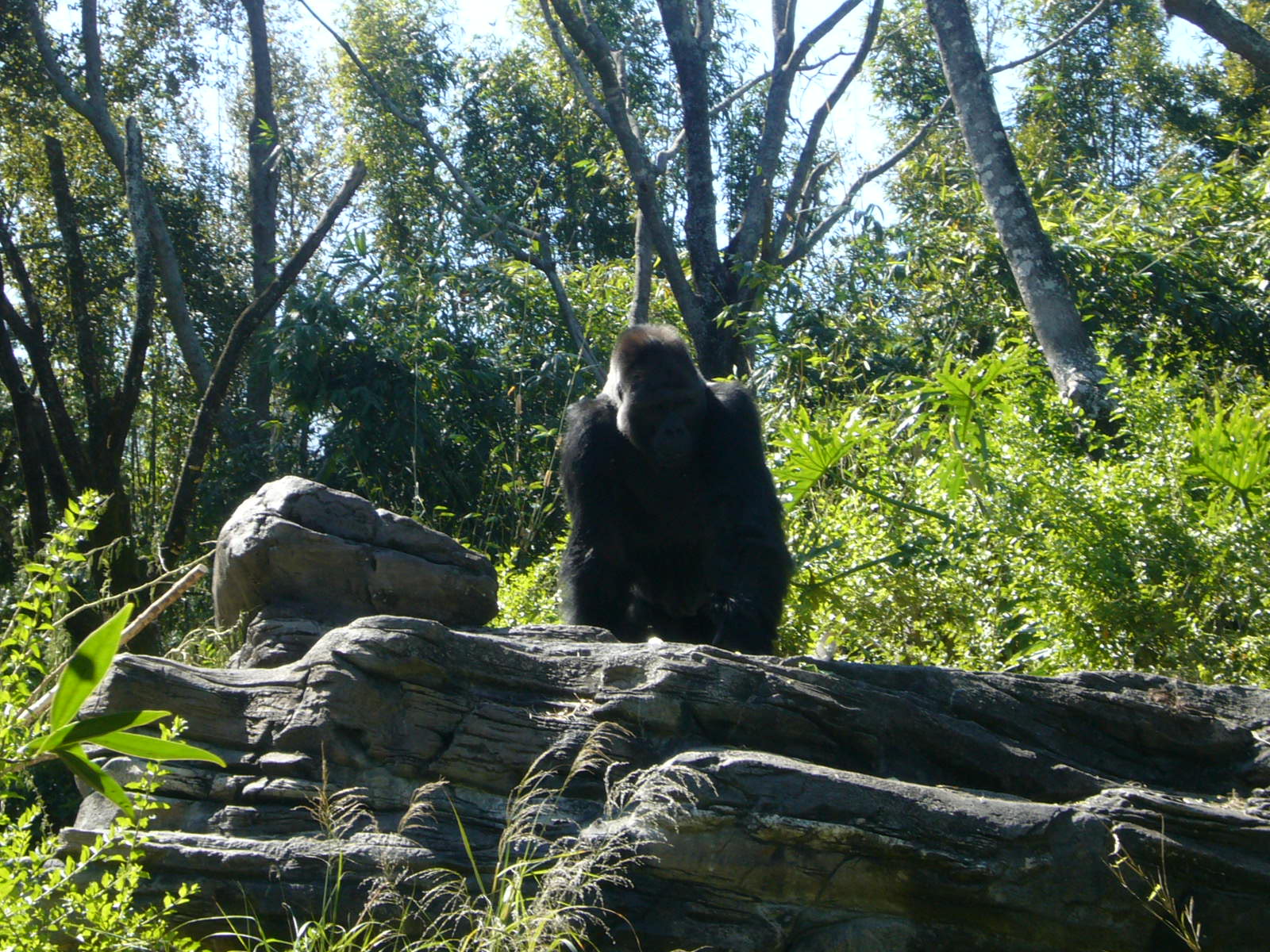 Animal Kingdom - Pangani Forest Exploration Trail