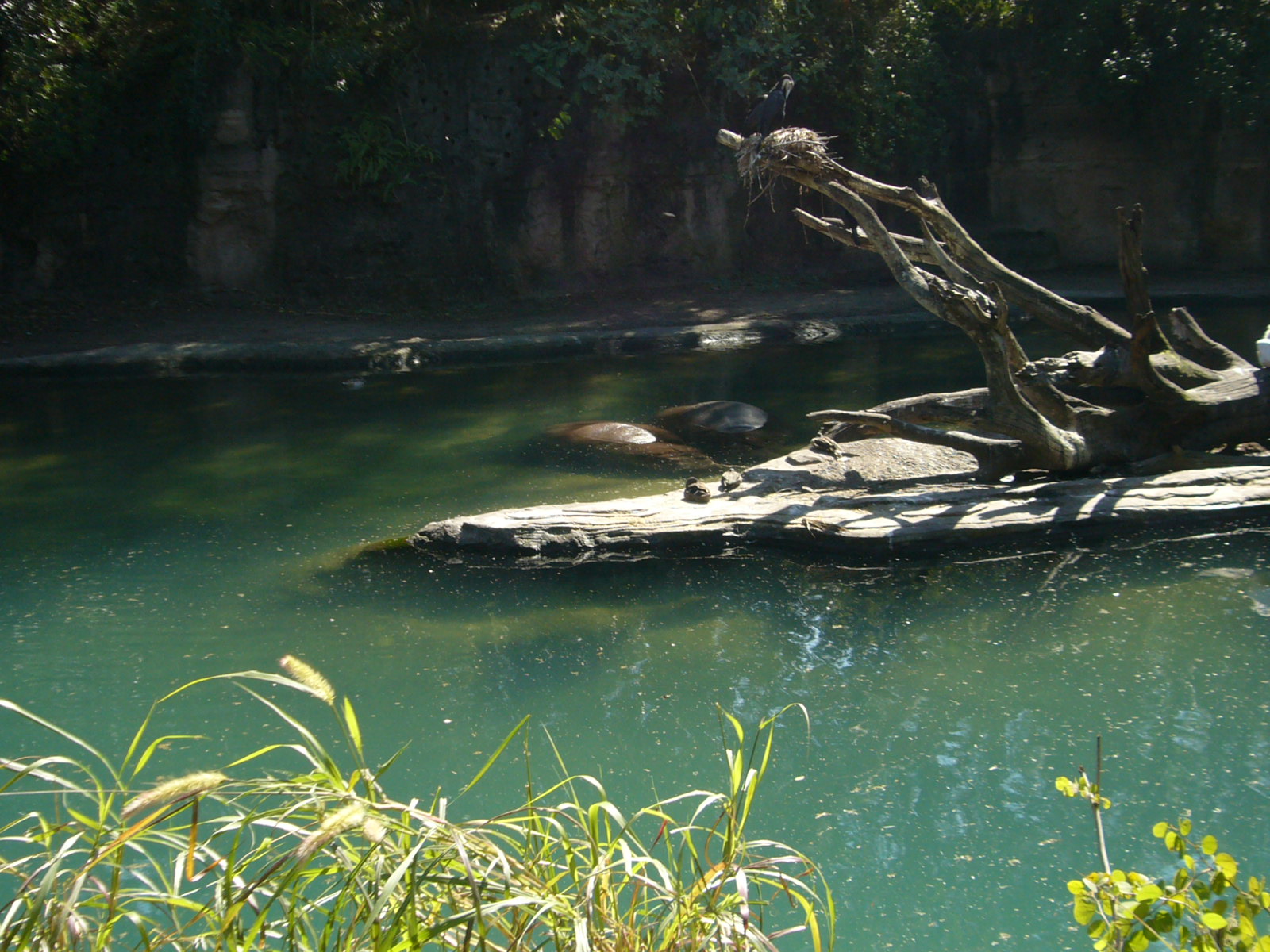 Animal Kingdom - Kilimanjaro Safaris