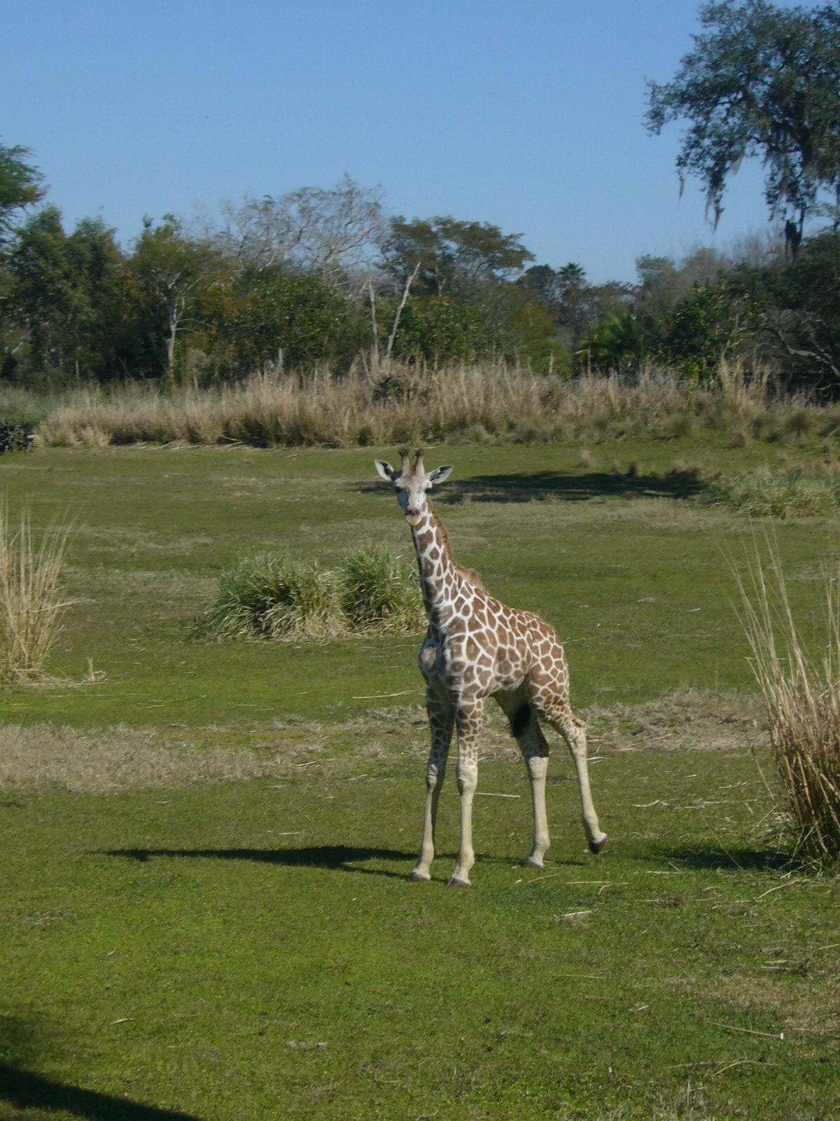 Animal Kingdom - Giraffe at Kilimanjaro Safaris