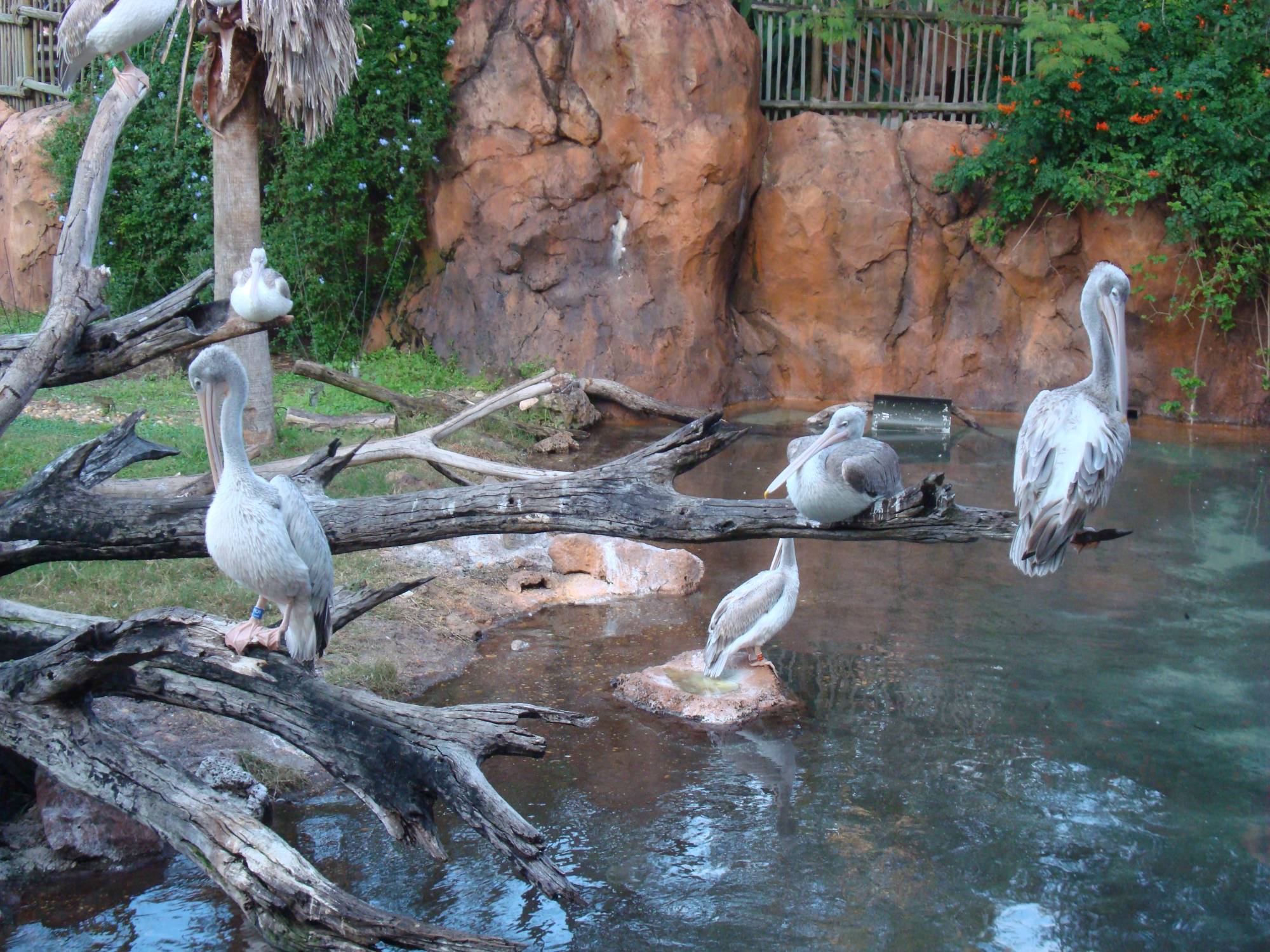 Animal Kingdom Lodge - Jambo House savannah view