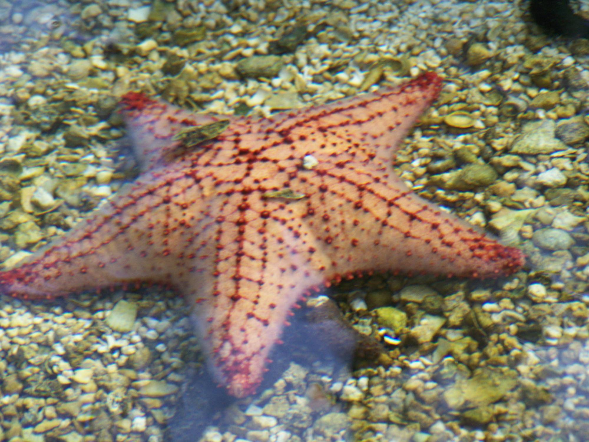 Starfish at the Key West Aquarium