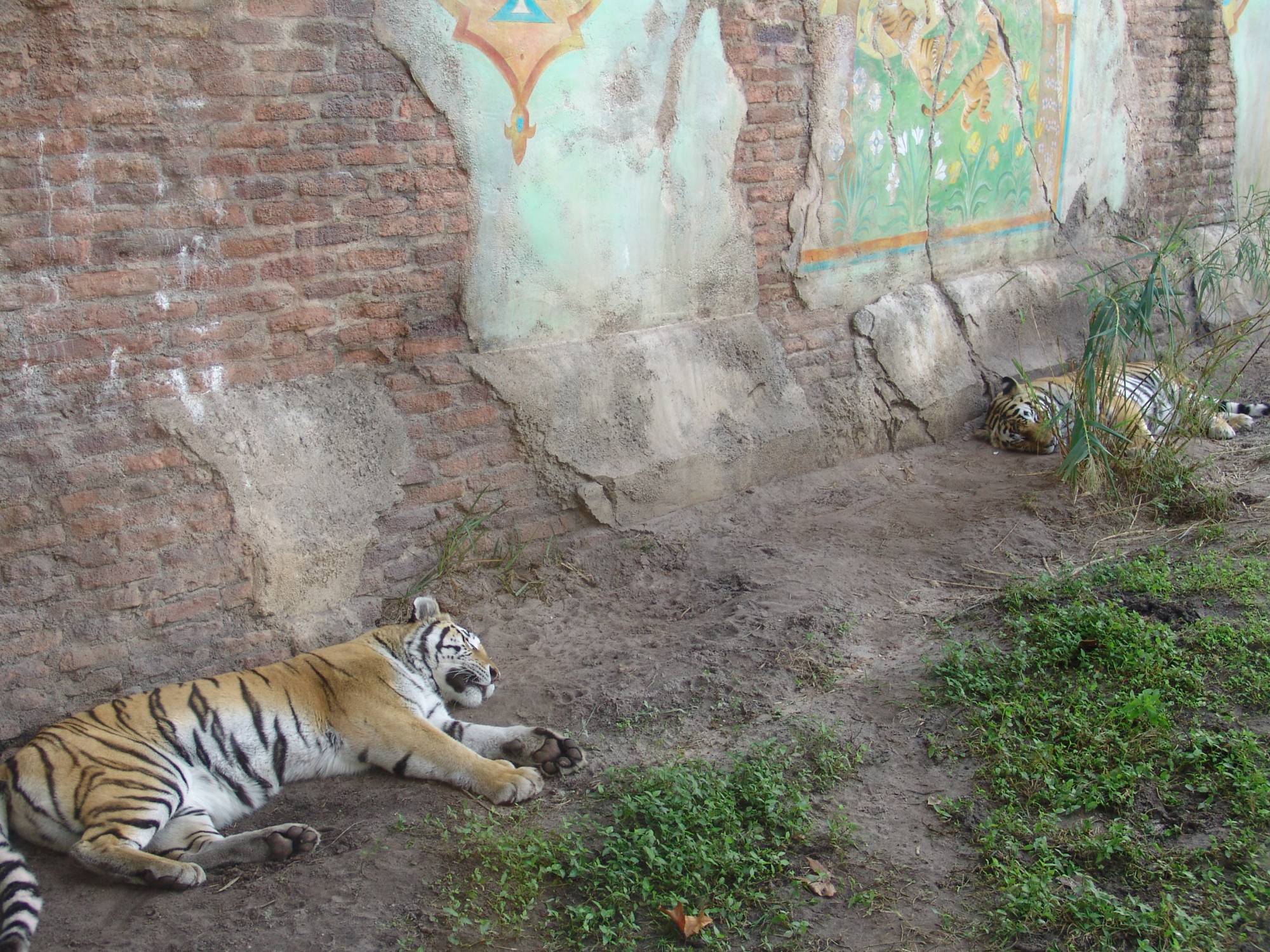 Animal Kingdom - Maharajah Jungle Trek