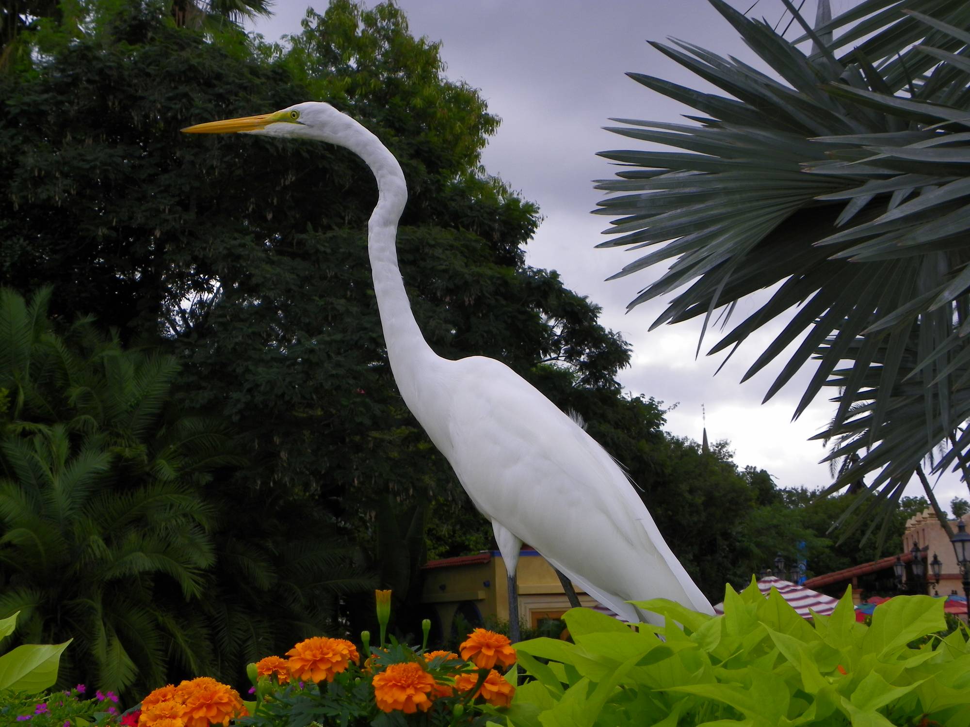 Posing Crane Near Mexico