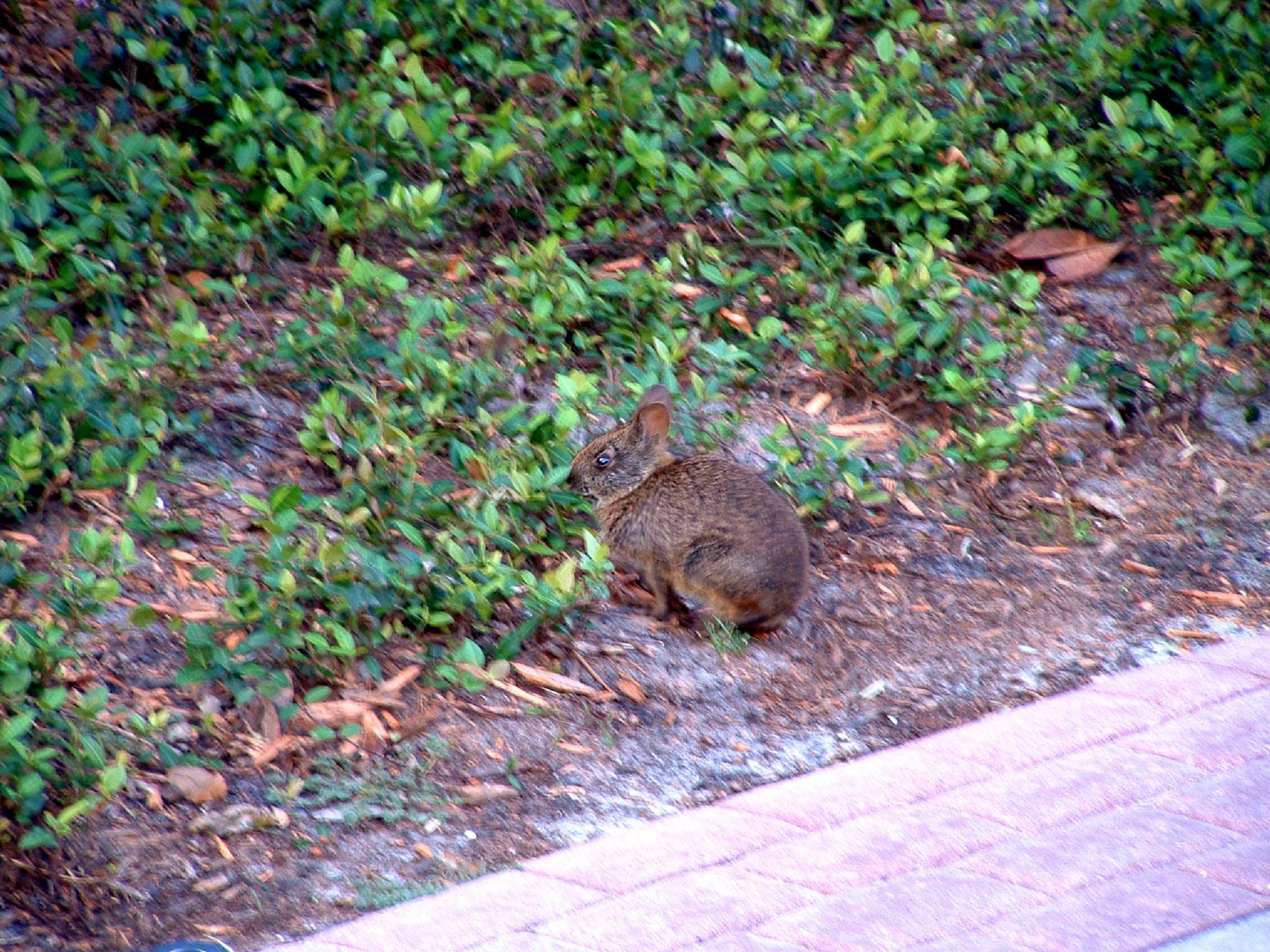 Grand Floridian - Wildlife