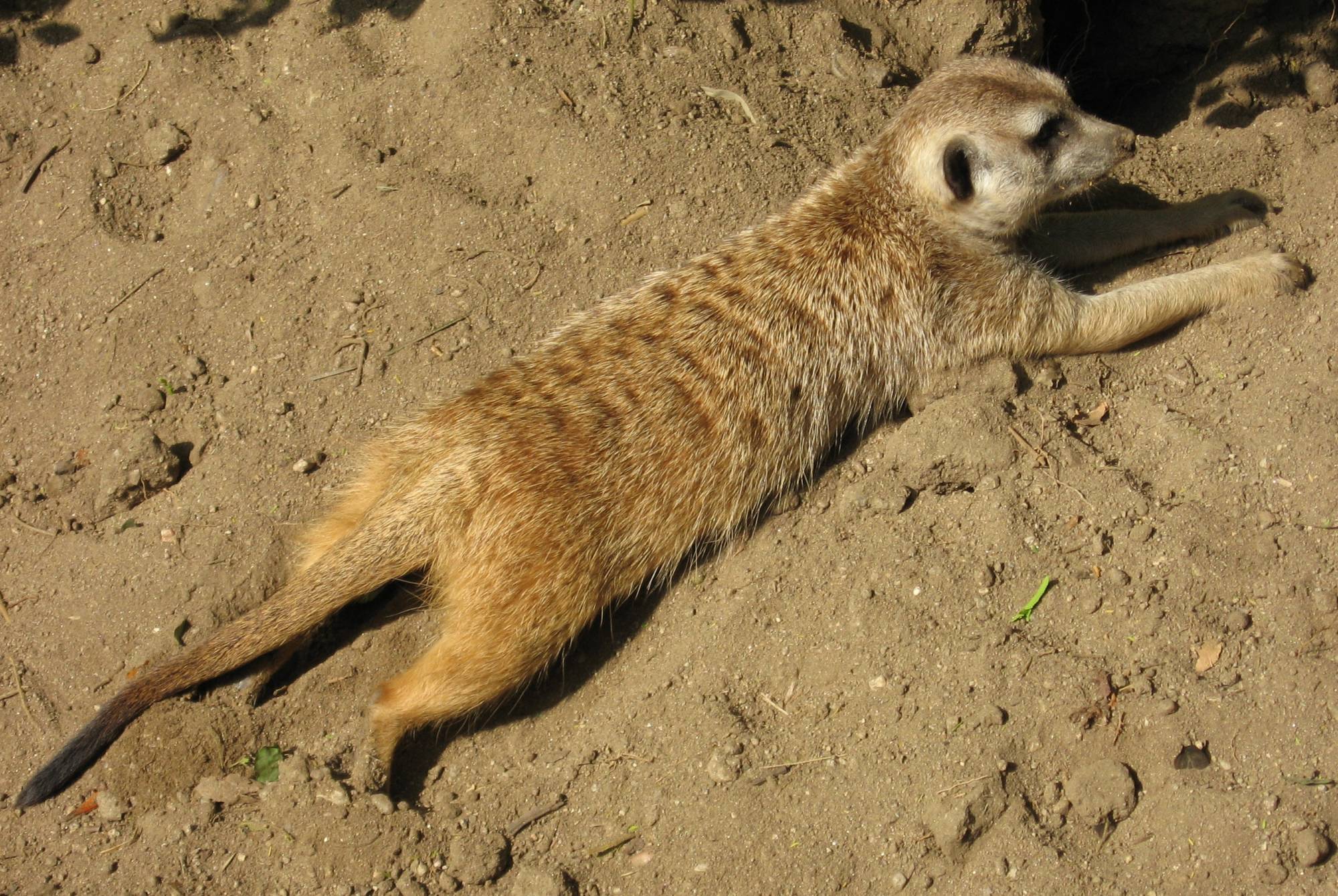 San Diego Zoo - Meerkat