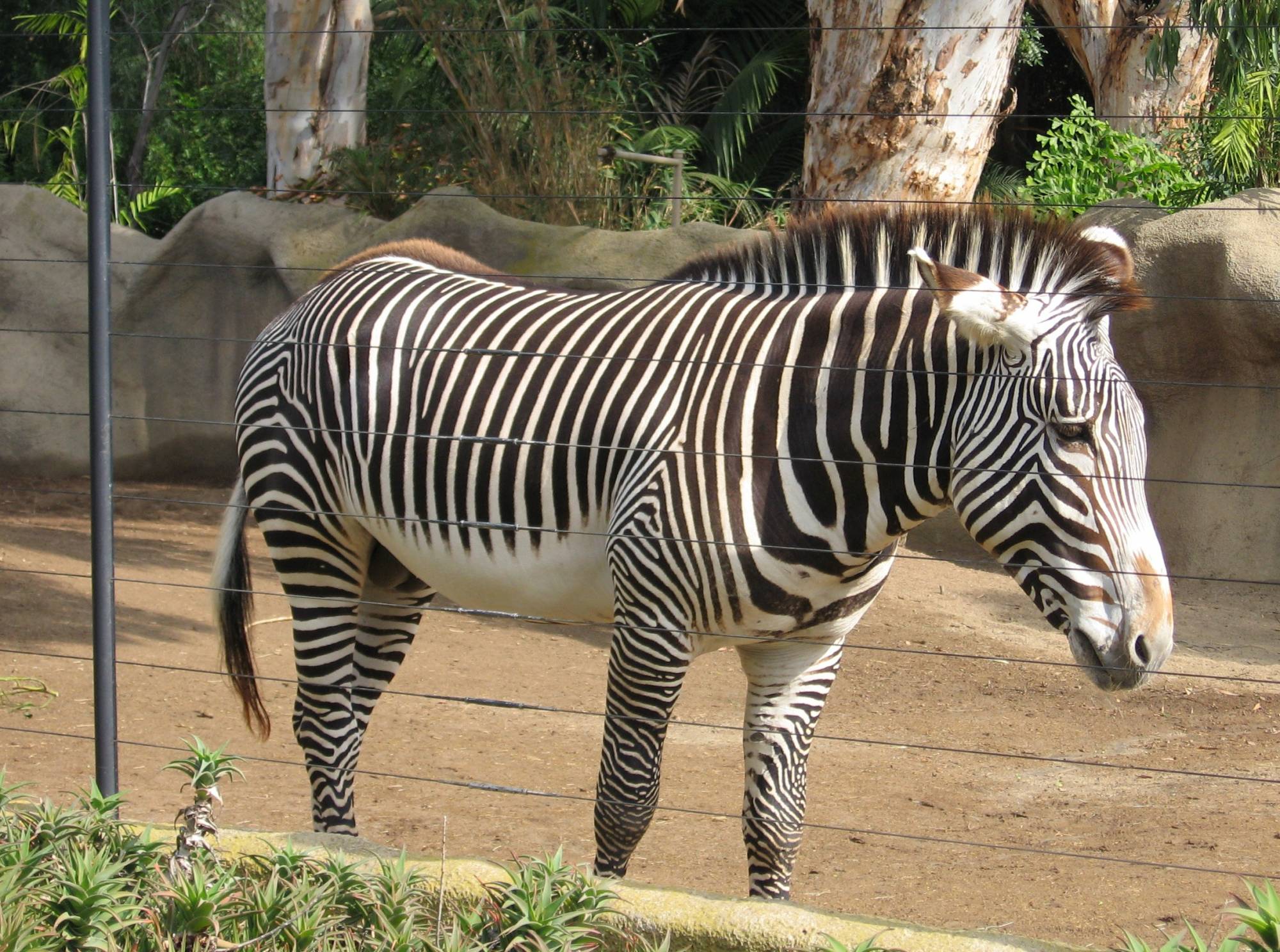 San Diego Zoo - Zebra
