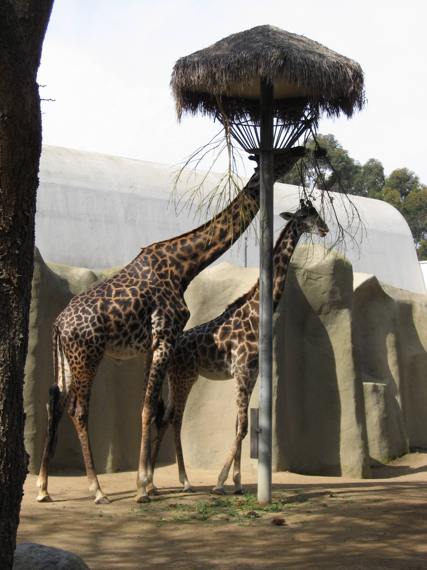 San Diego Zoo - Giraffes