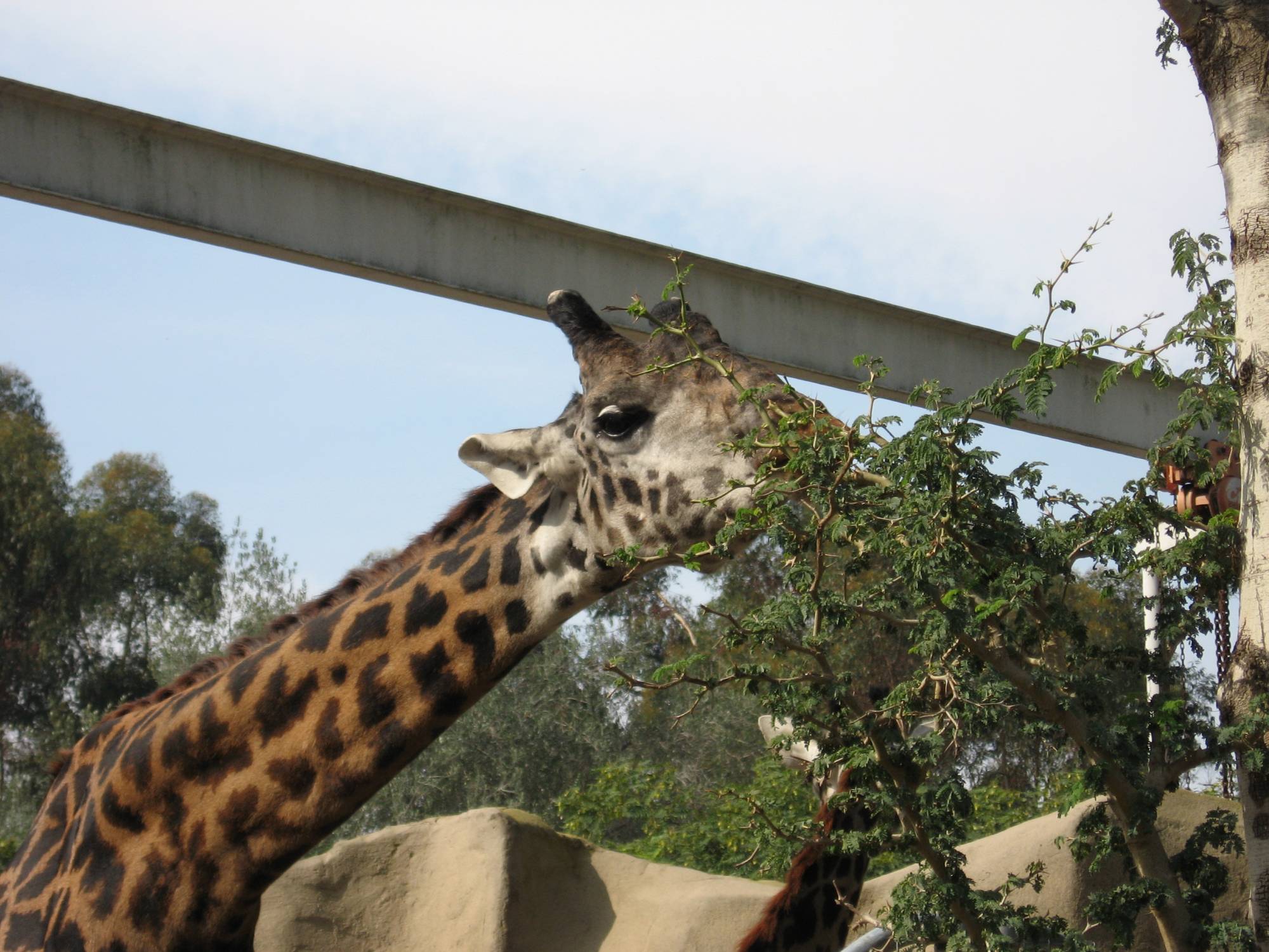 San Diego Zoo - Giraffe eating breakfast