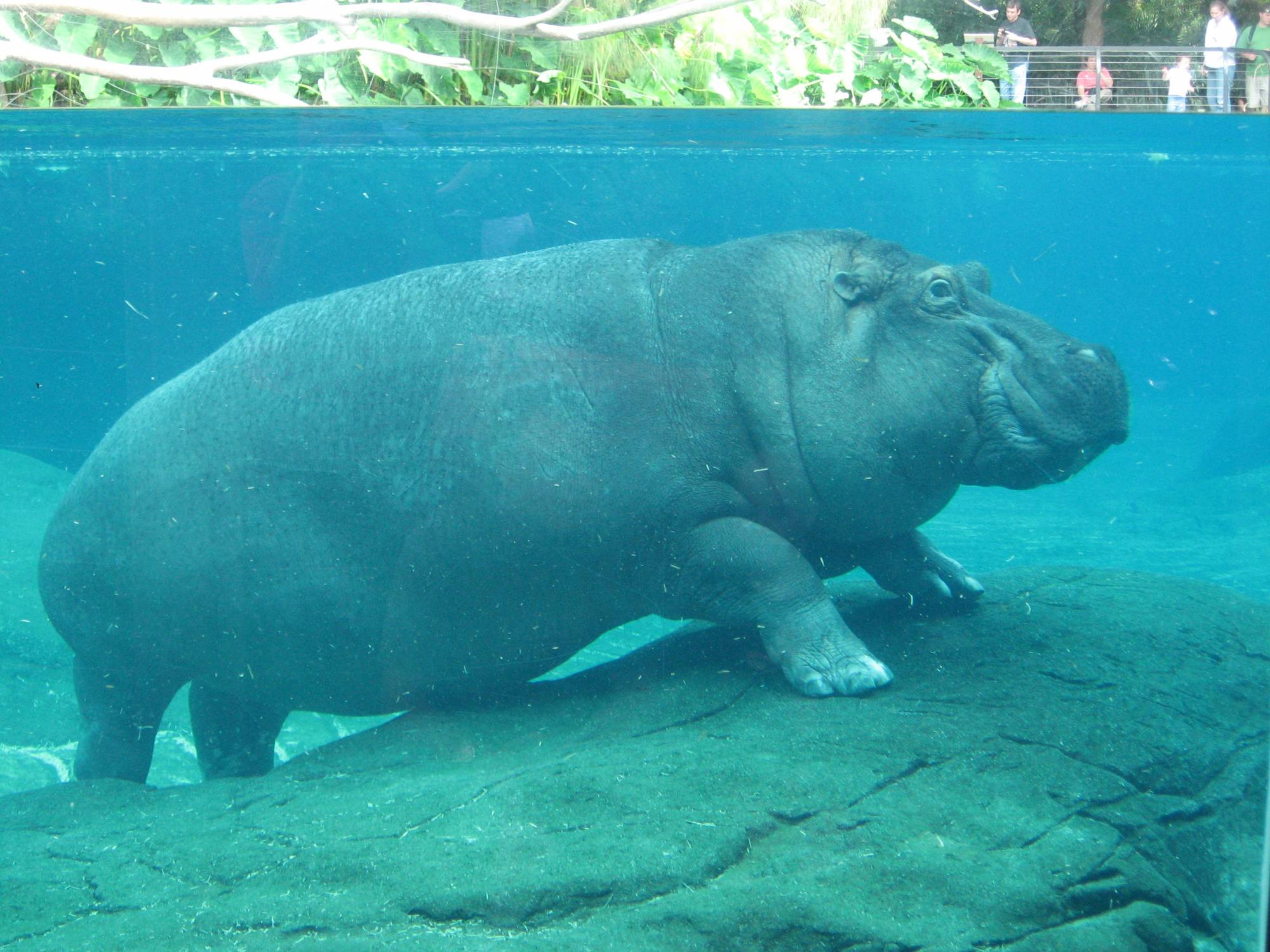 San Diego Zoo - Hippo