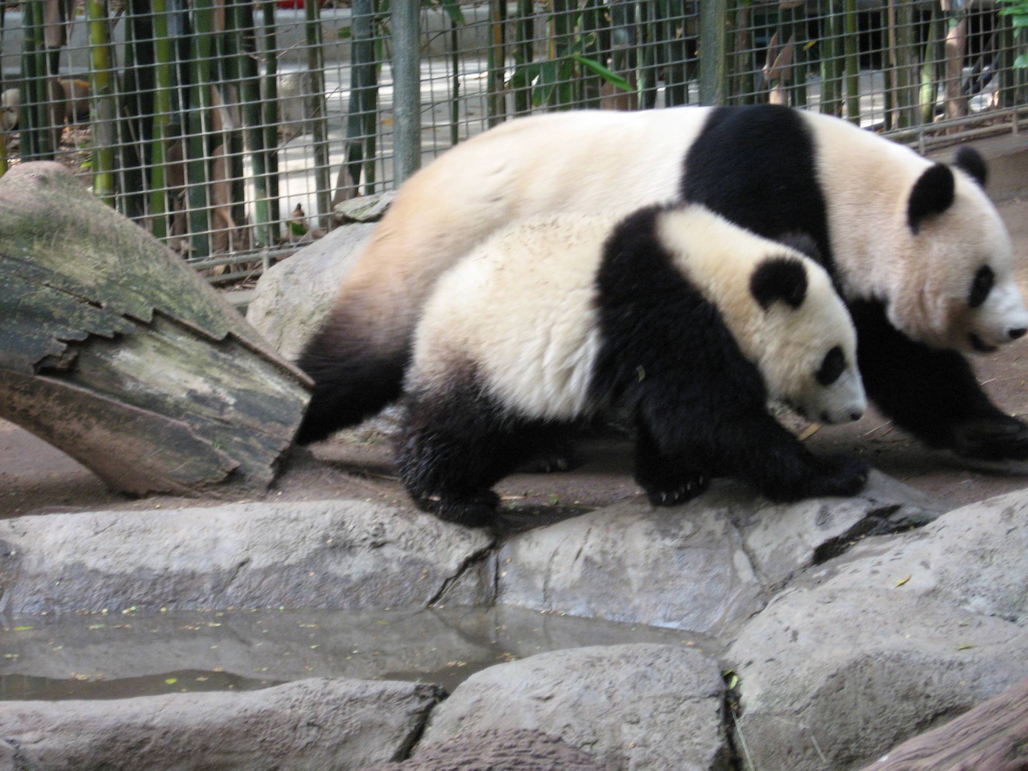 San Diego Zoo - Pandas