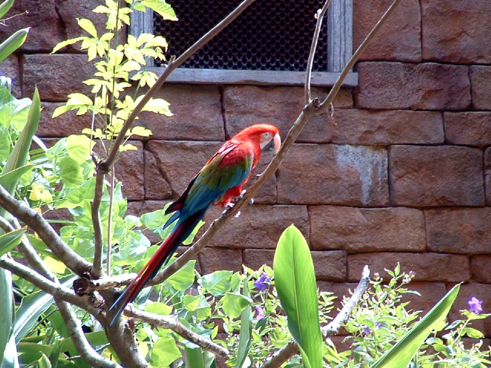 Animal Kingdom - Wildlife