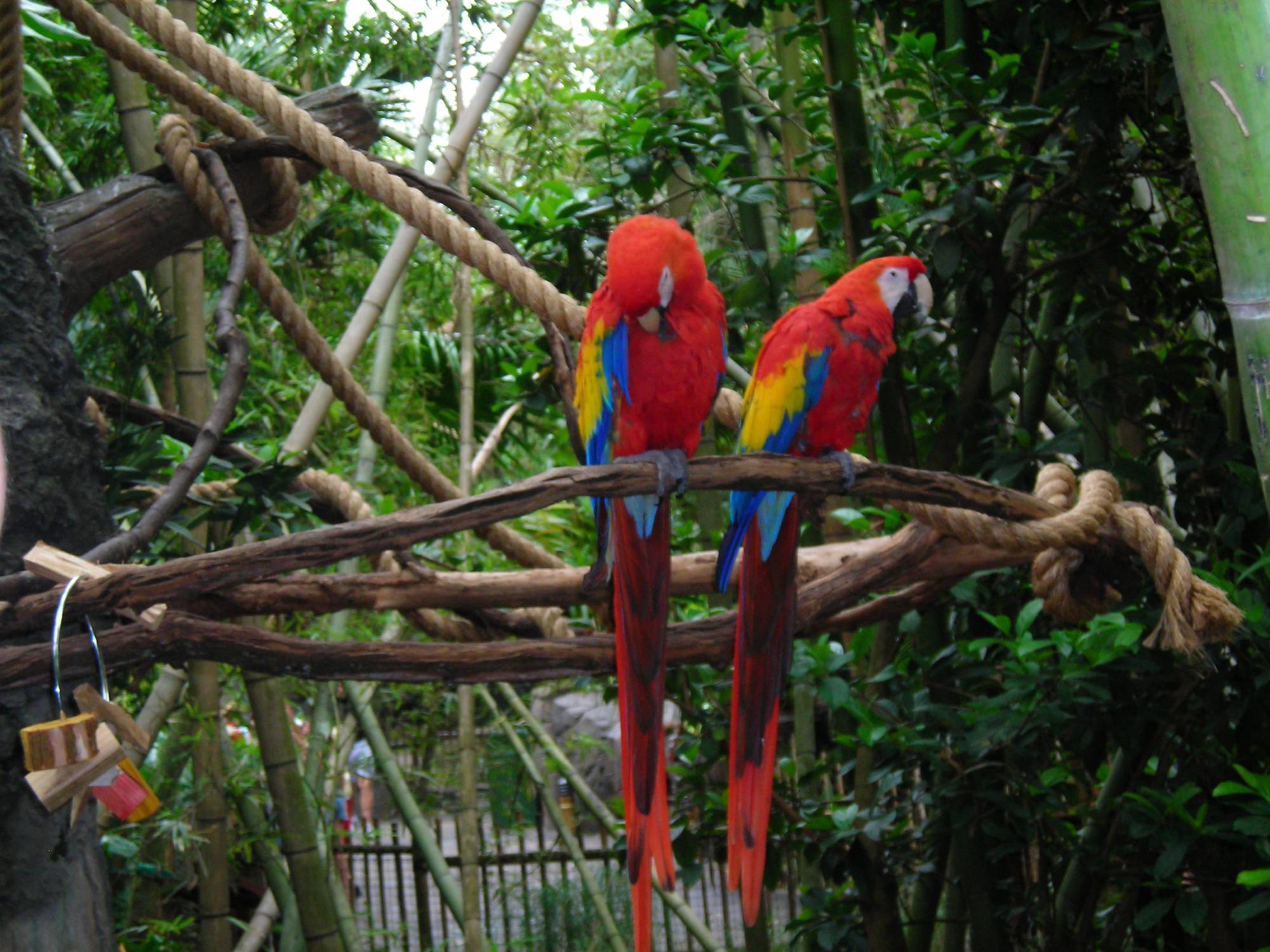 Animal Kingdom - The Oasis - Parrots