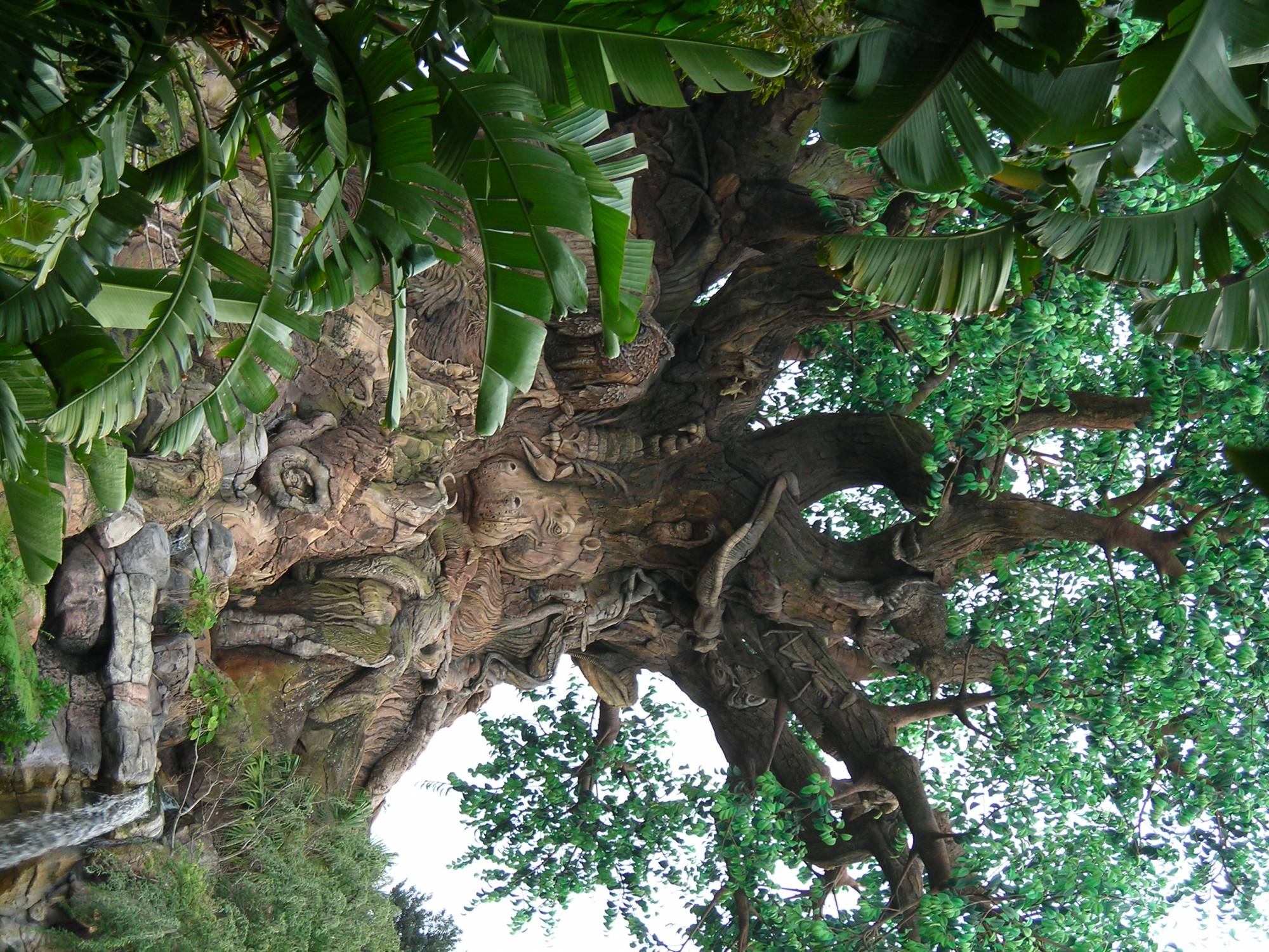 Animal Kingdom - Carvings in the Tree of Life