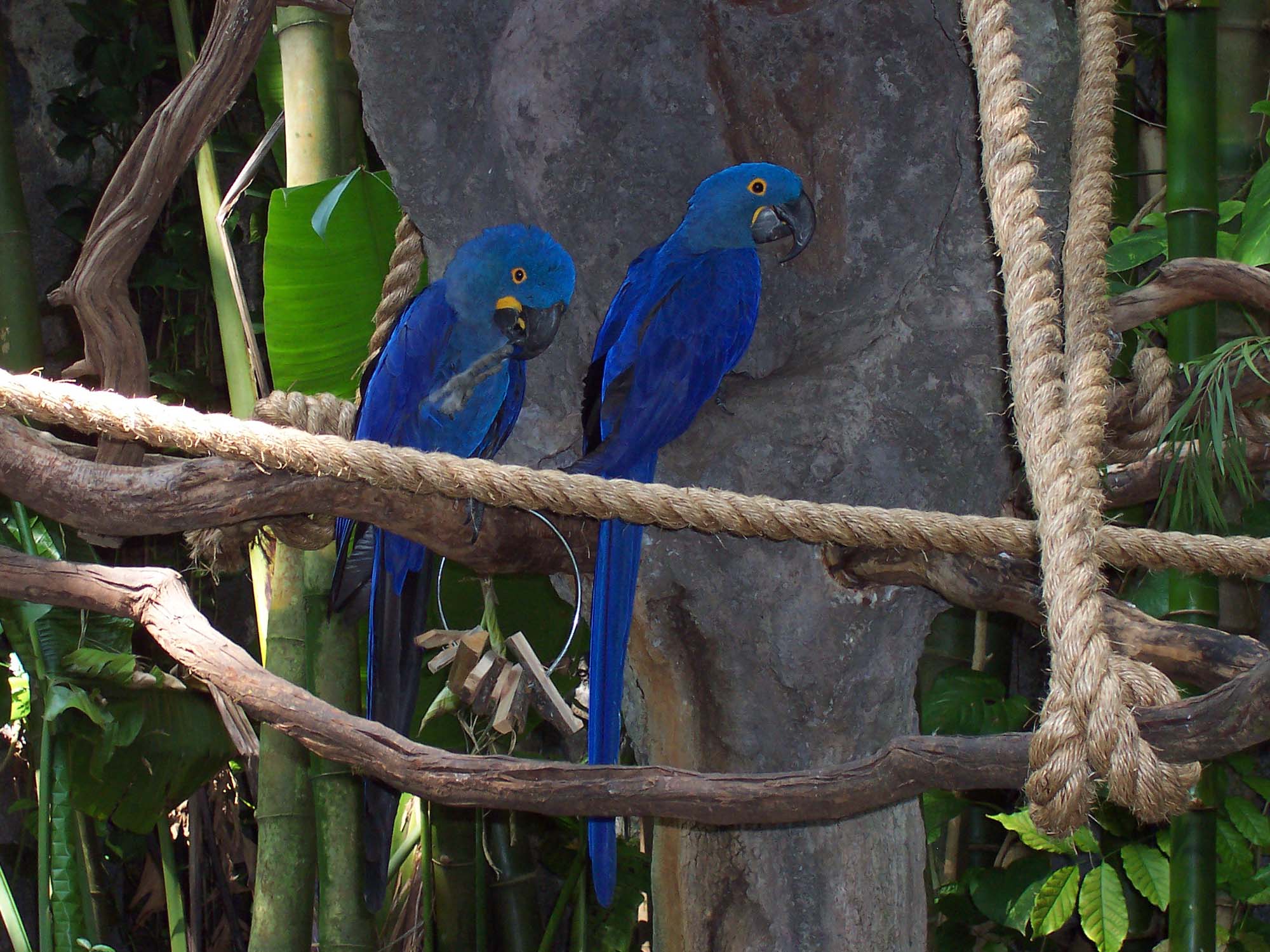 Disney's Animal Kingdom - Macaws