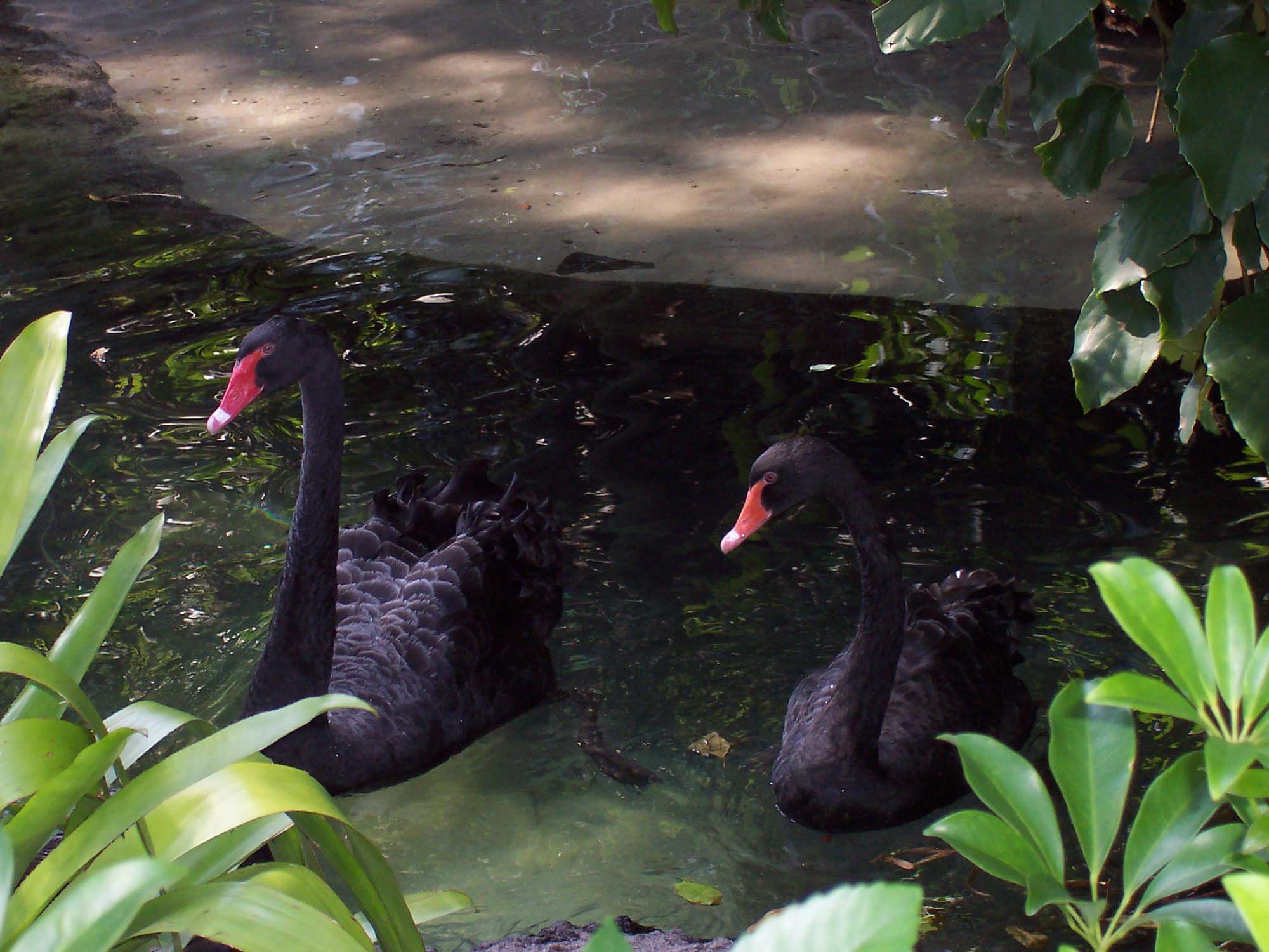Disney's Animal Kingdom - Black Swans
