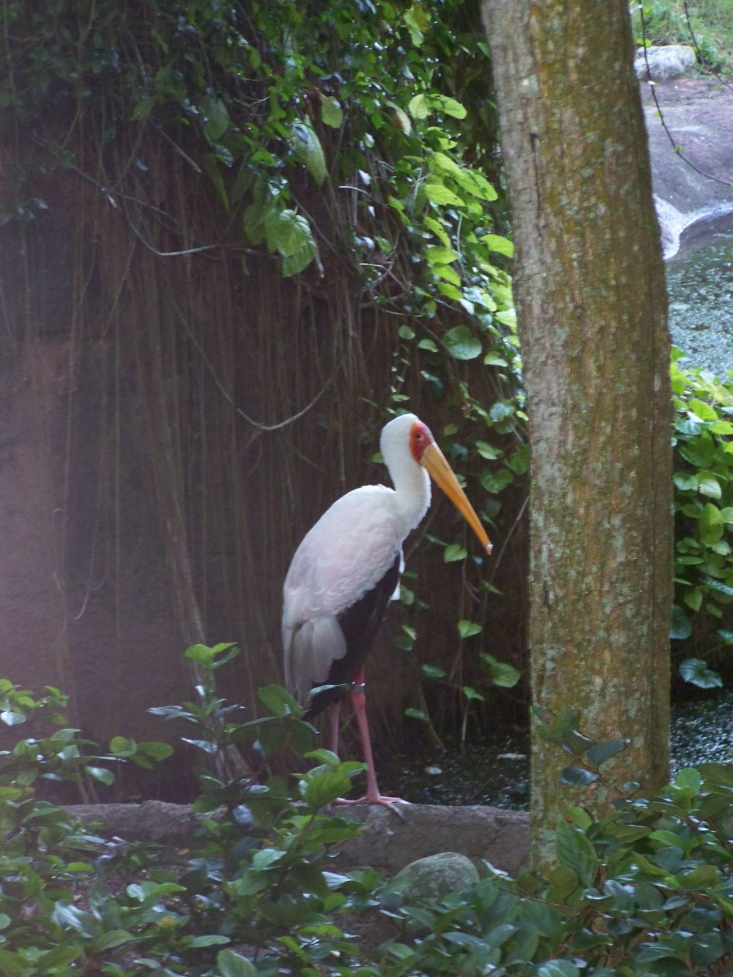 Crane on Sunrise Safari