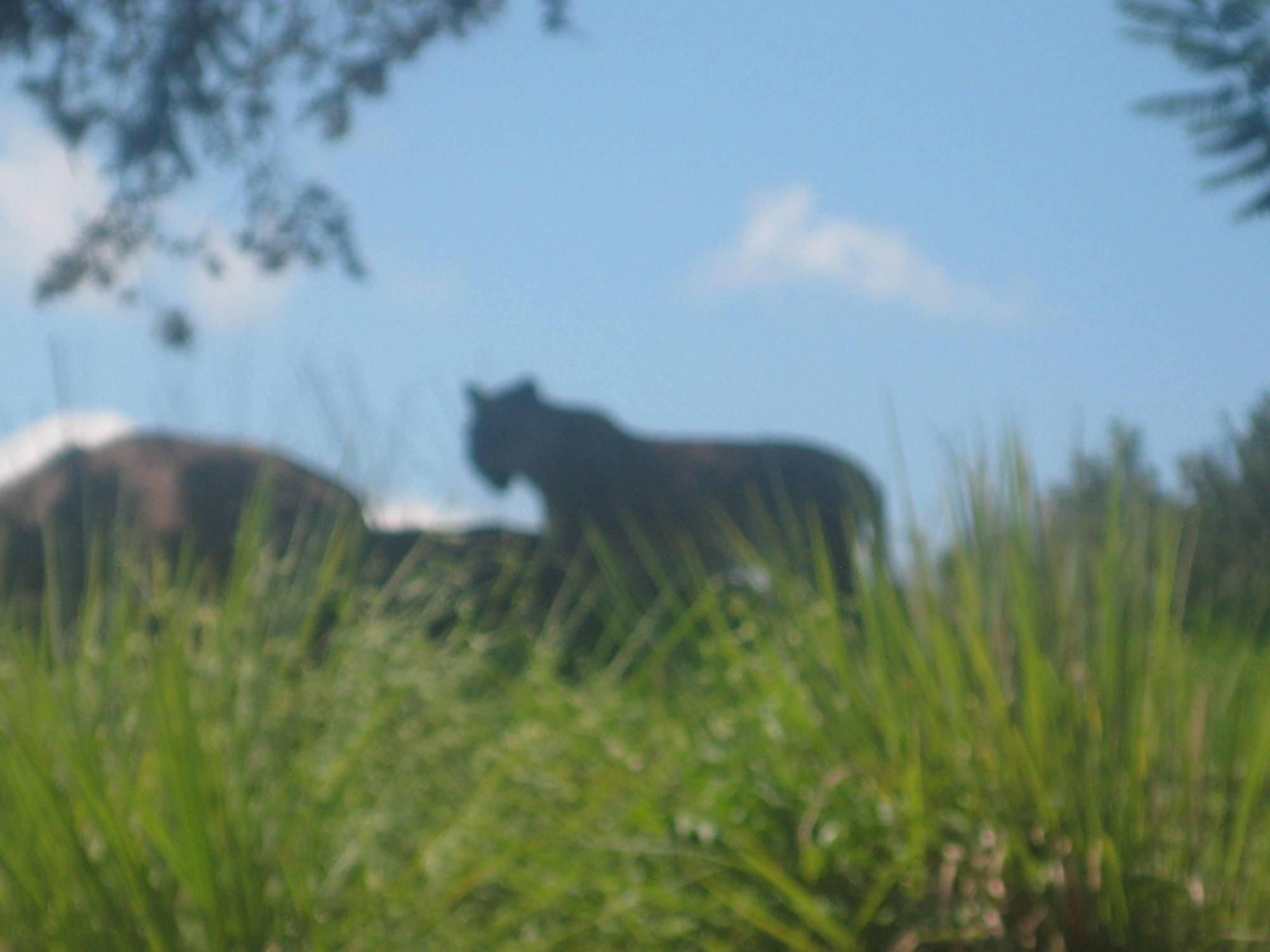 Animal Kingdom -  lioness in the afternoon sun