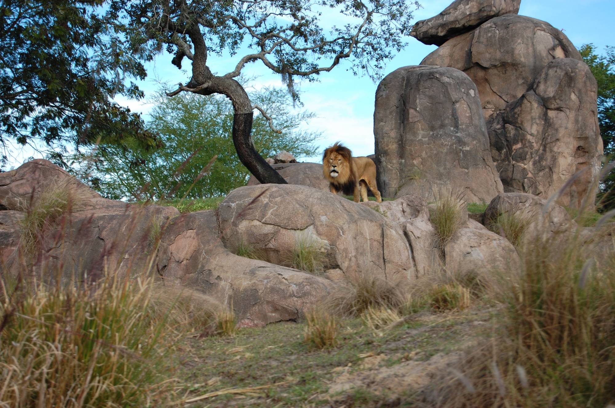 Lion - Animal Kingdom's Kilimanjaro Safari