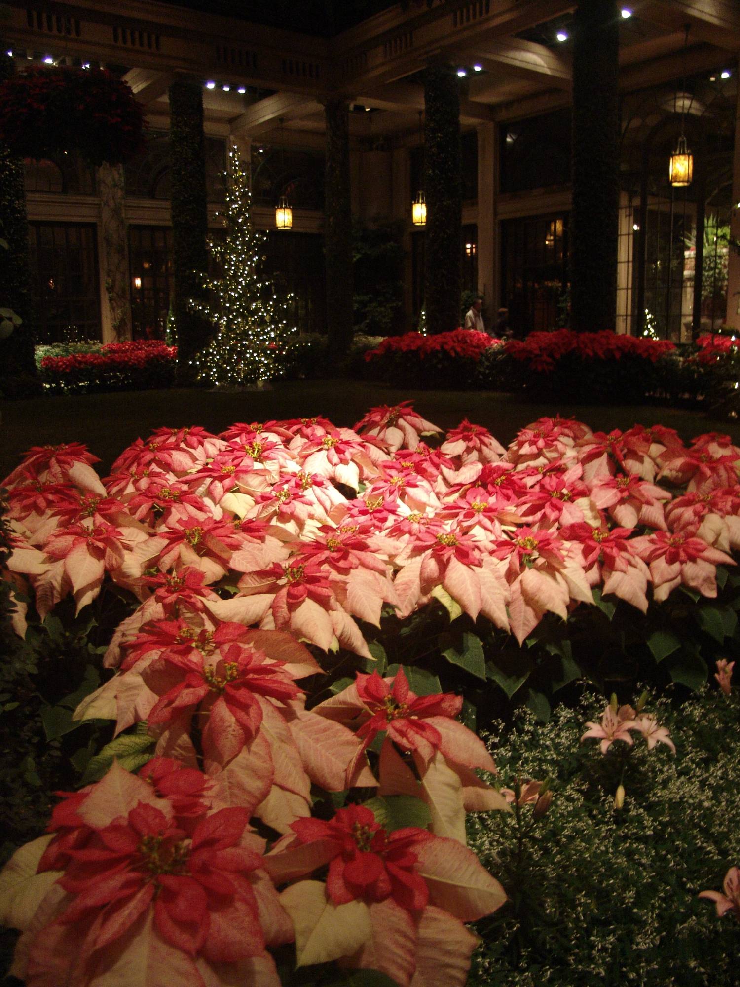 Longwood Gardens - Christmas display