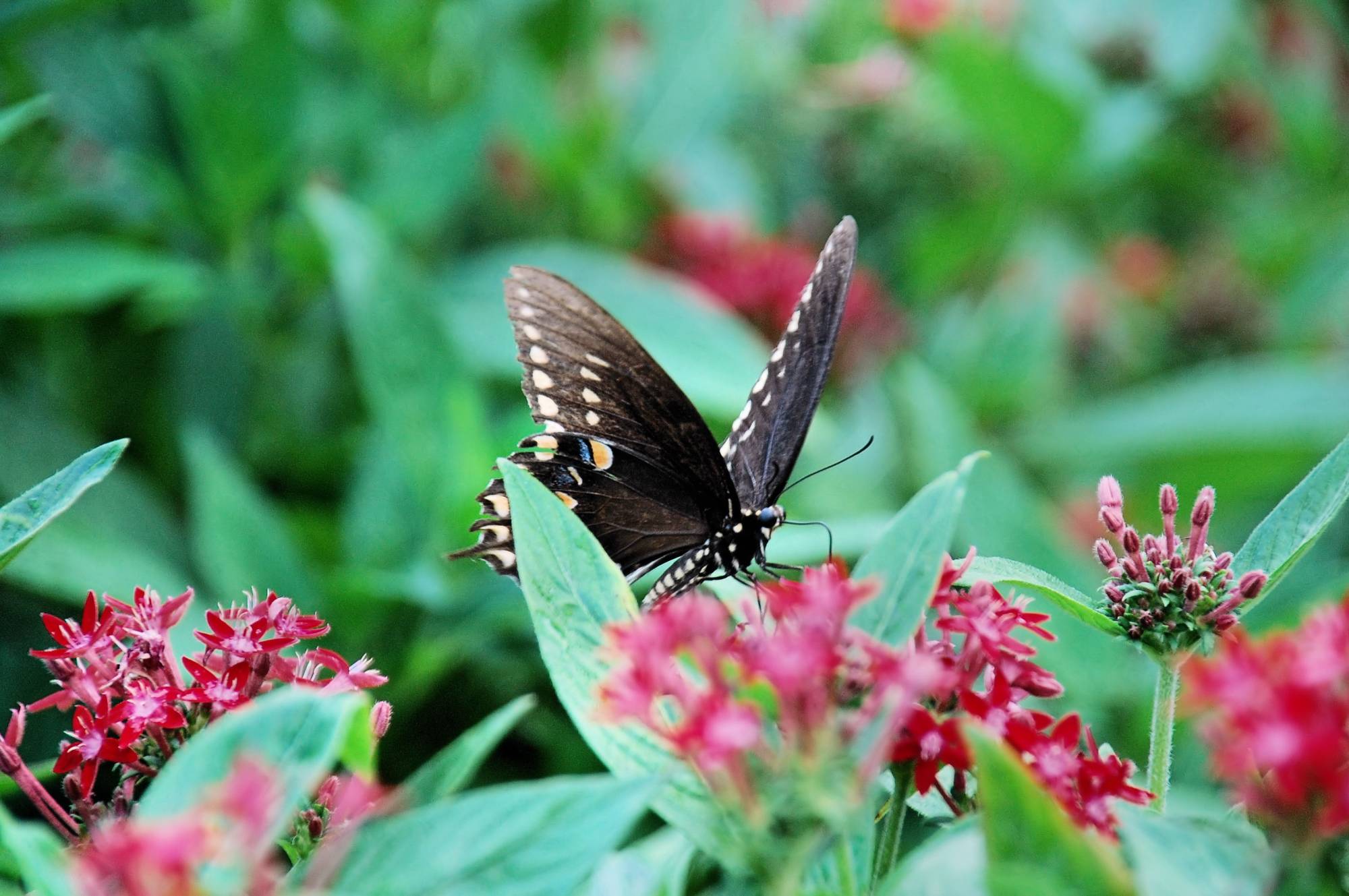 Epcot - World Showcase - Canada Butterfly