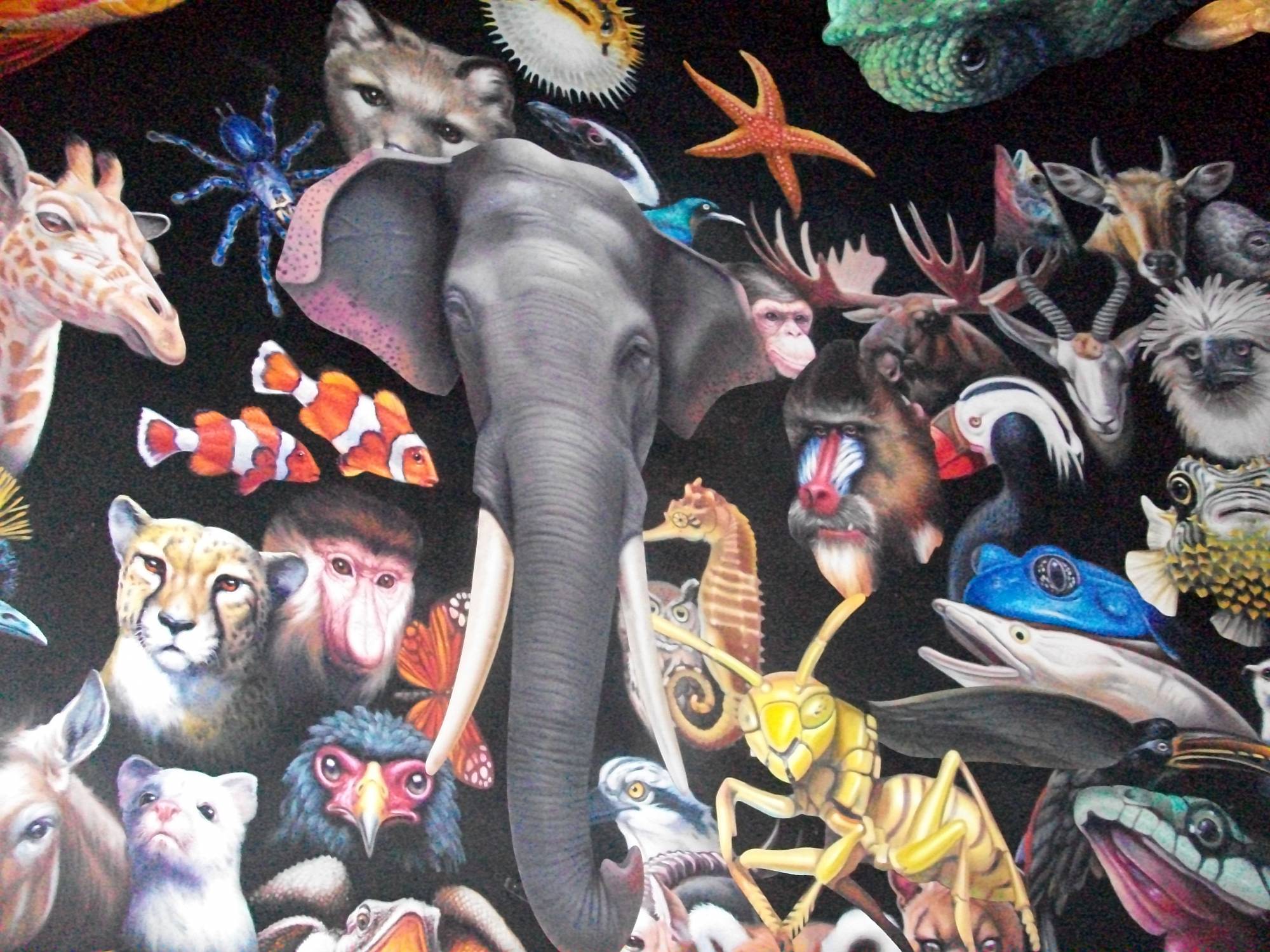Animal Kingdom - Animal Wall Mural