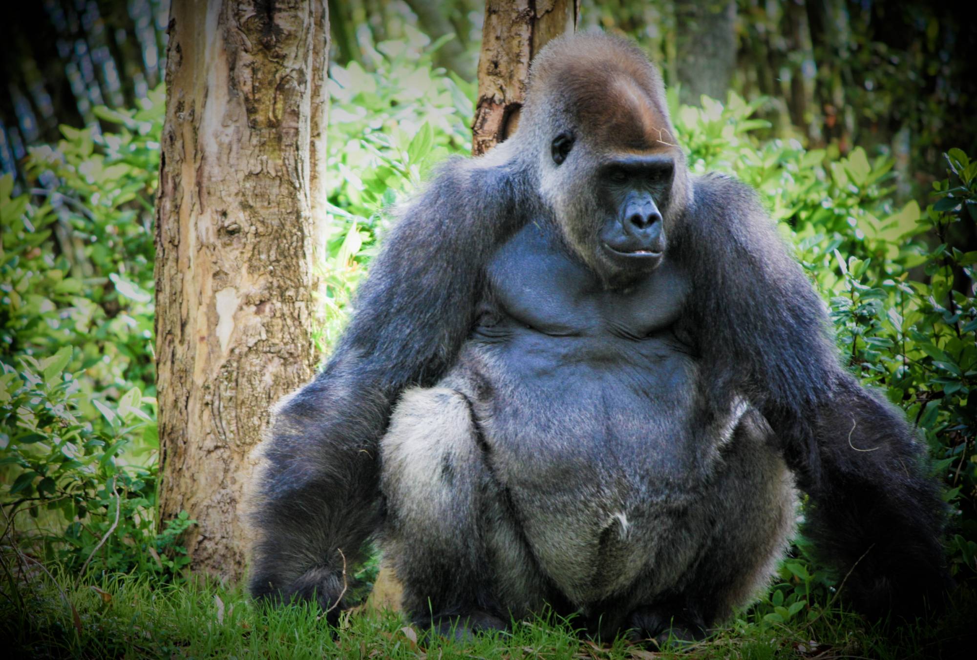 Animal Kingdom - Pangani Forest Exploration Trail Gorilla