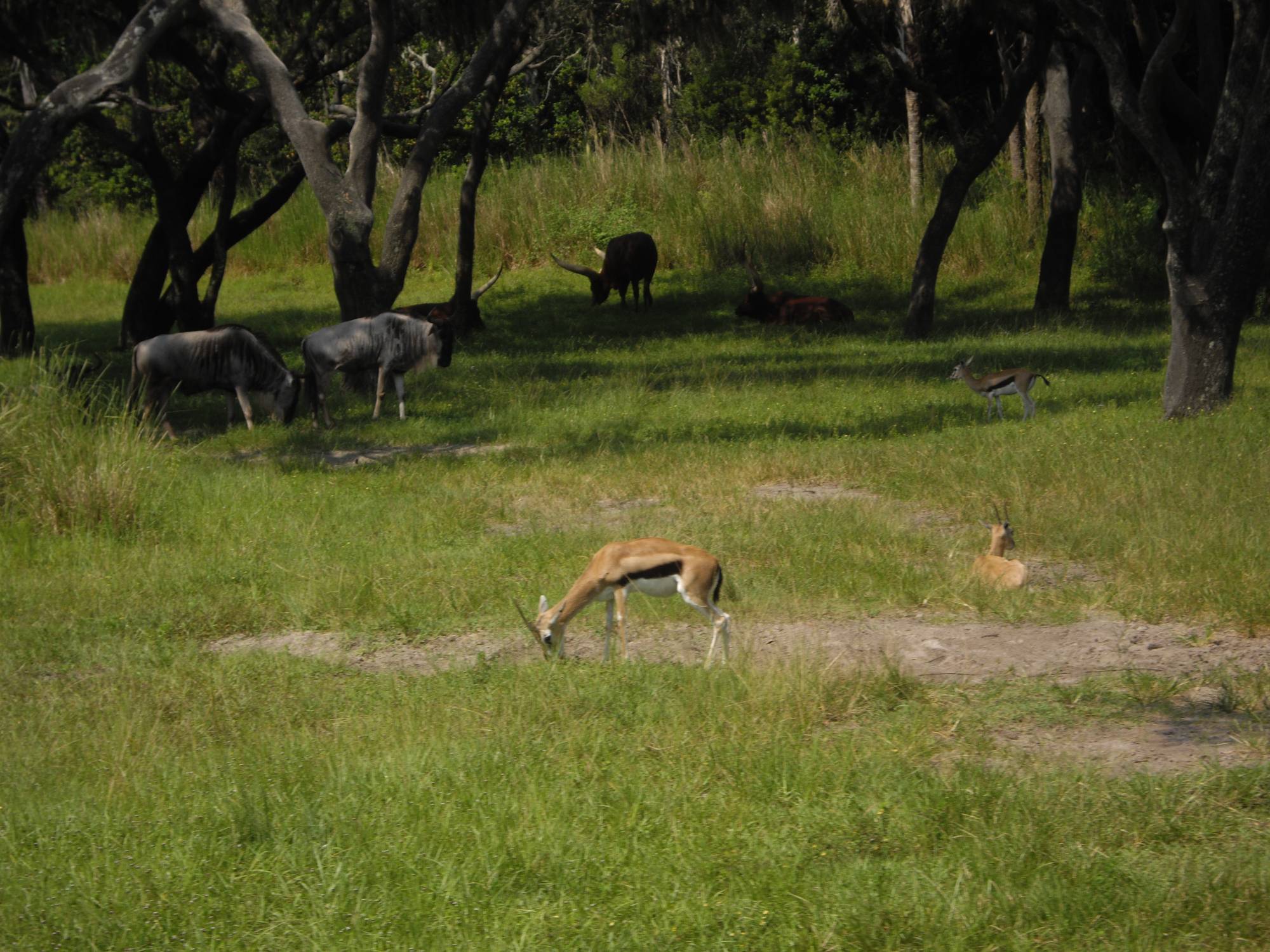 Animal Kingdom - Kilimanjaro Safaris