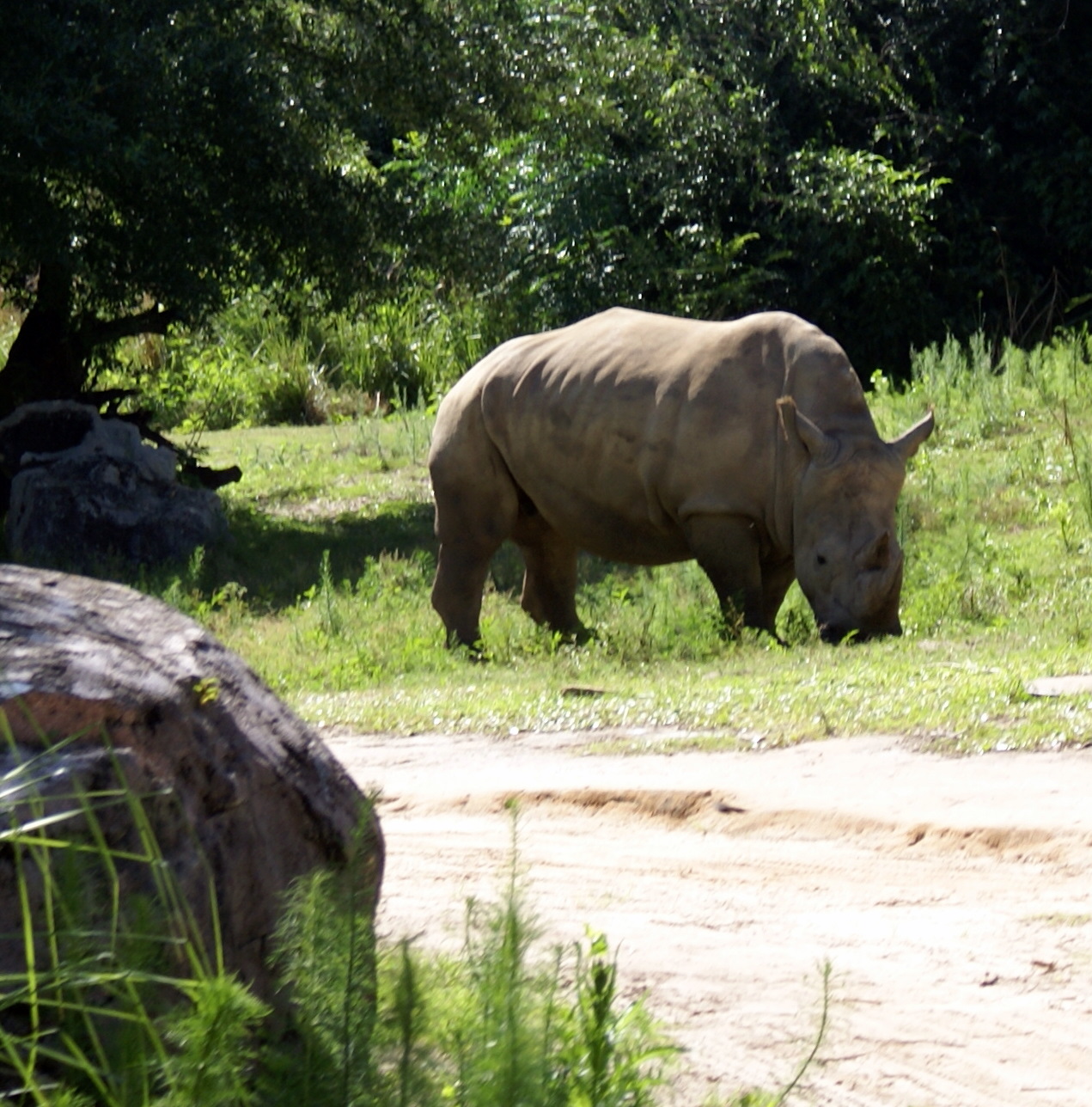 Animal Kingdom - Kilimanjaro Safaris