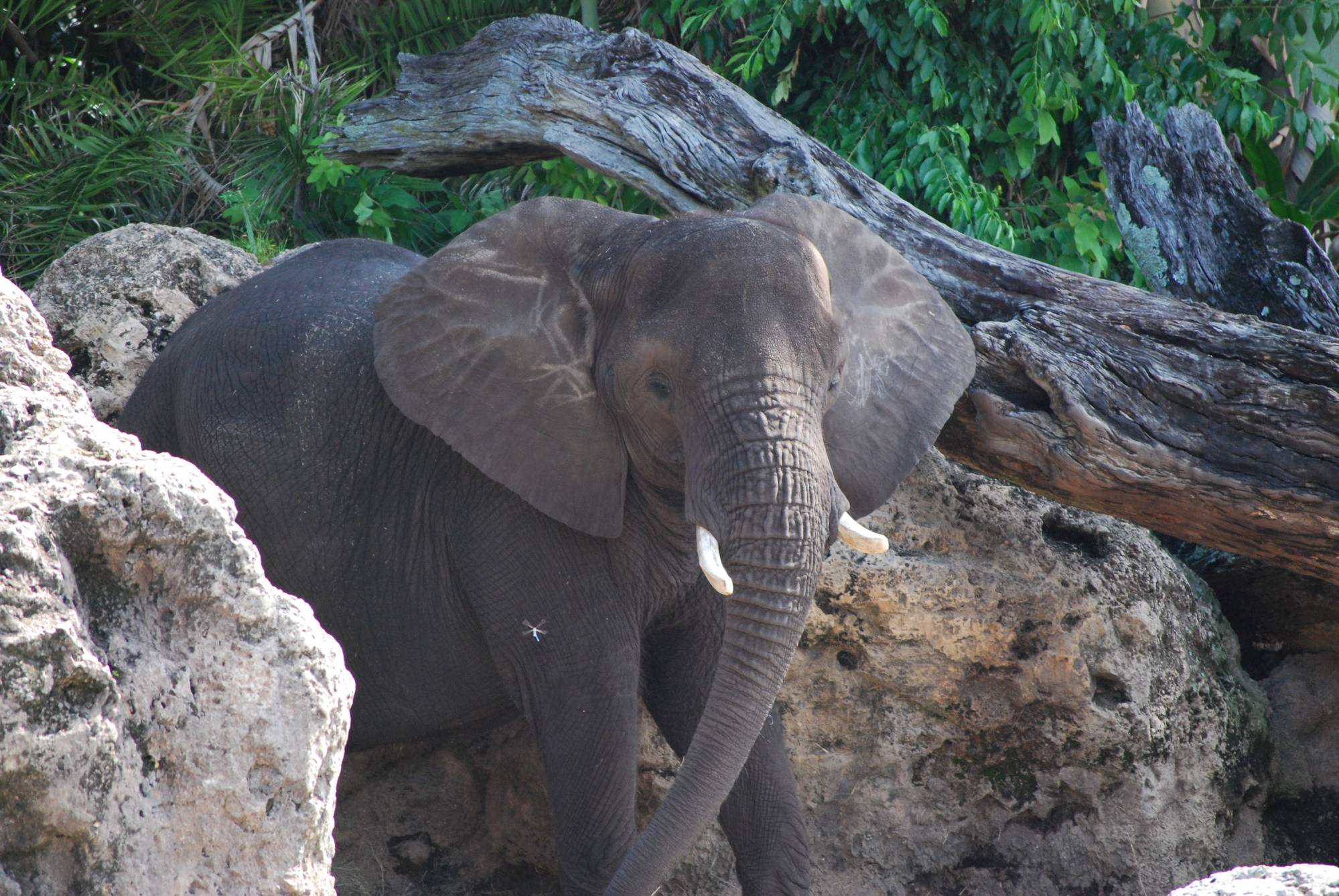 Animal Kingdom - Kilimanjaro Safaris - Elephant