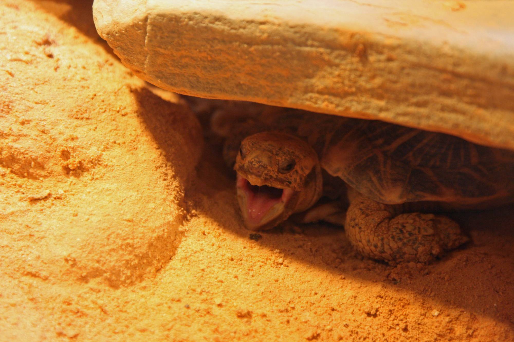 Turtle peeking out from under a rock