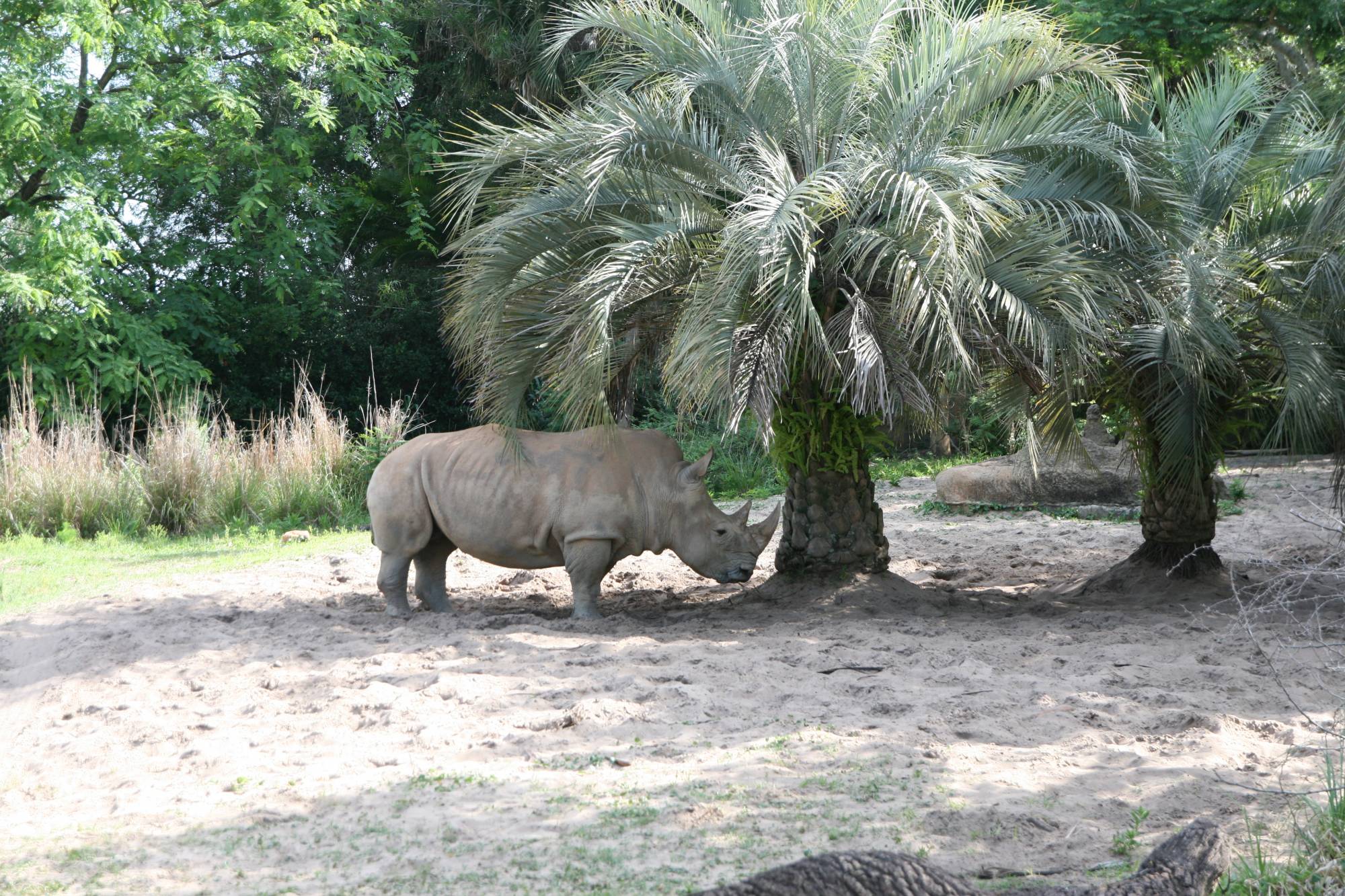 Animal Kingdom - Kilimanjaro Safaris