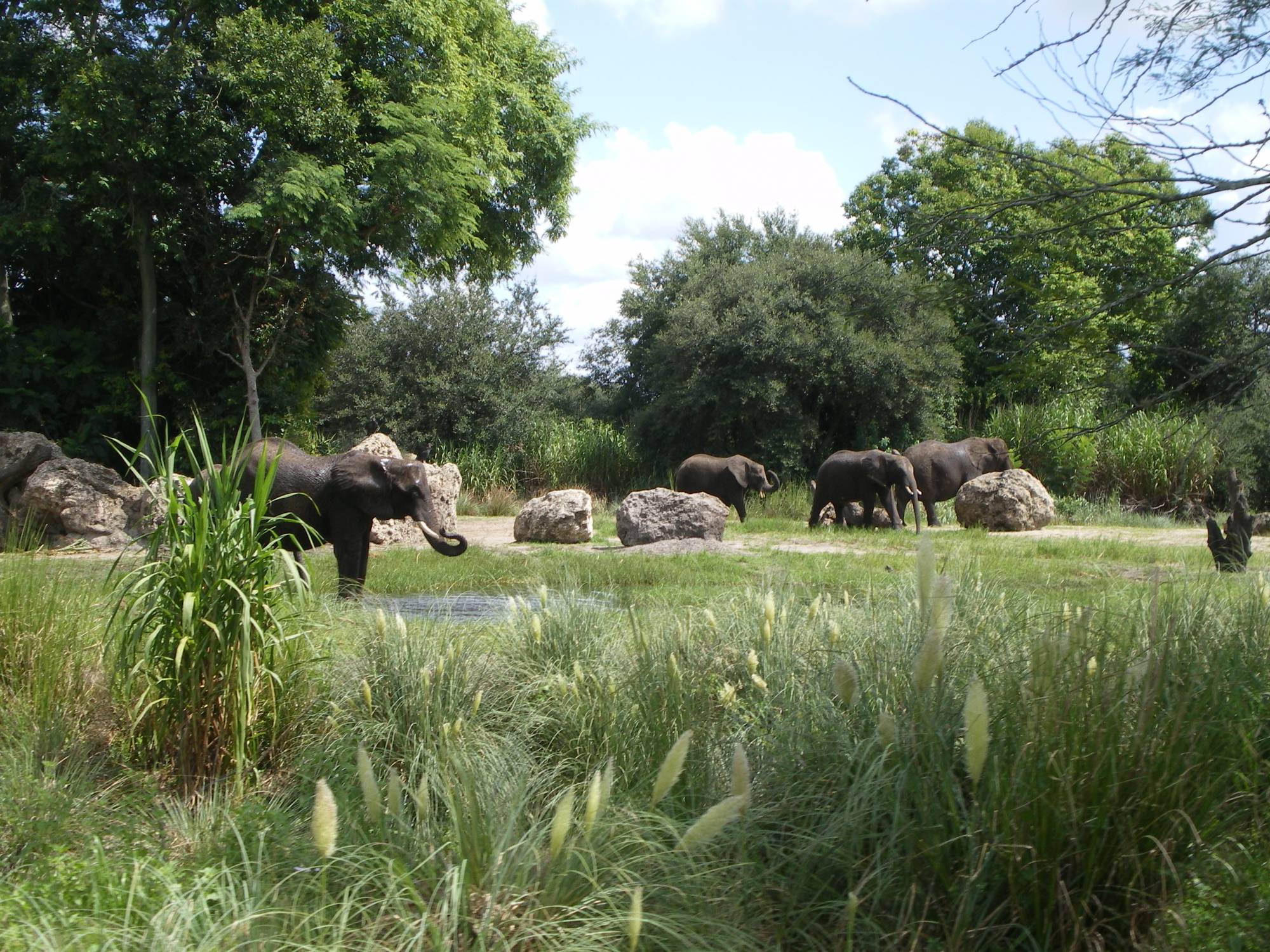 Animal Kingdom - Elephants on the Savannah