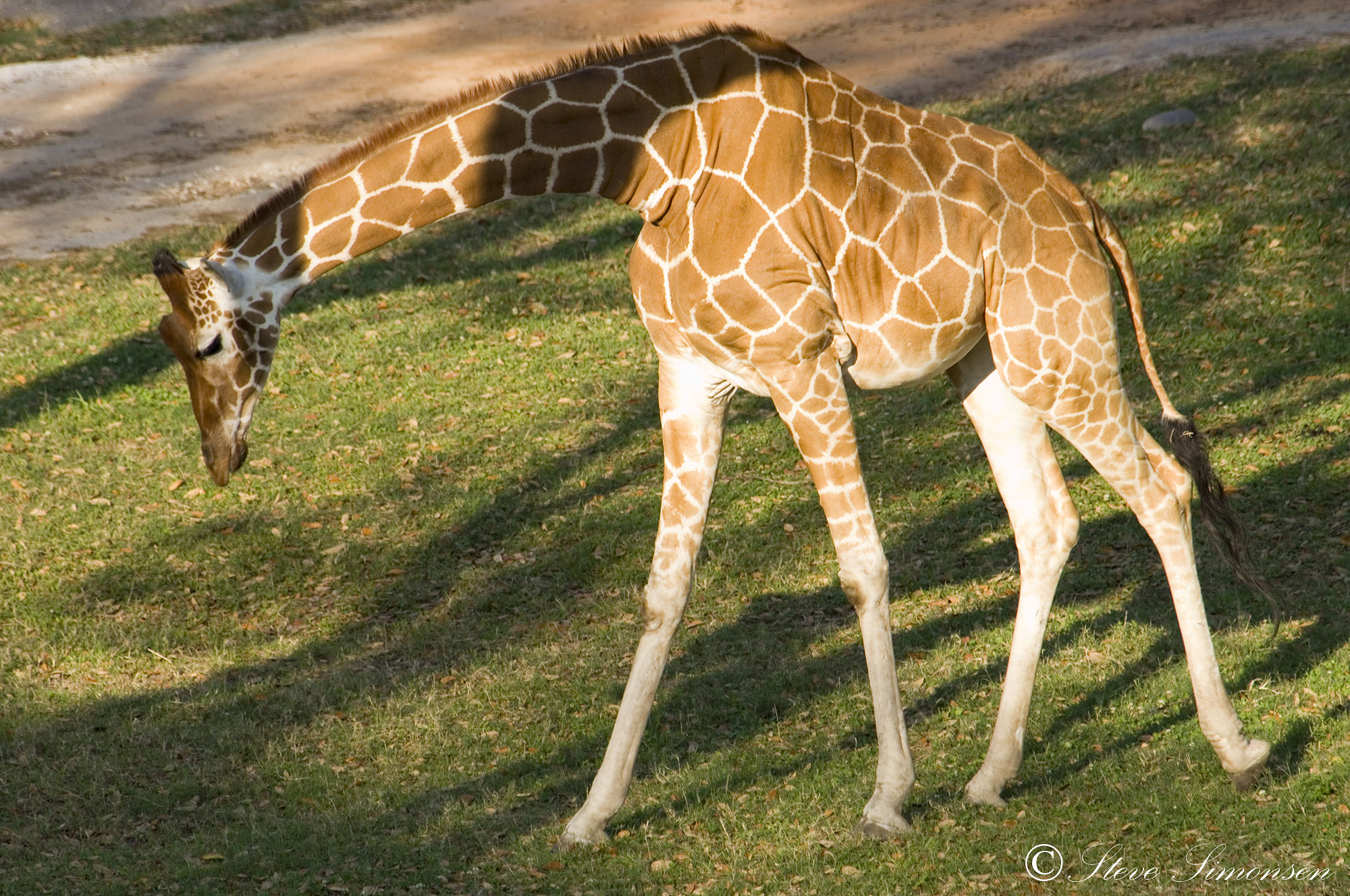 Animal Kingdom Lodge - Savannah