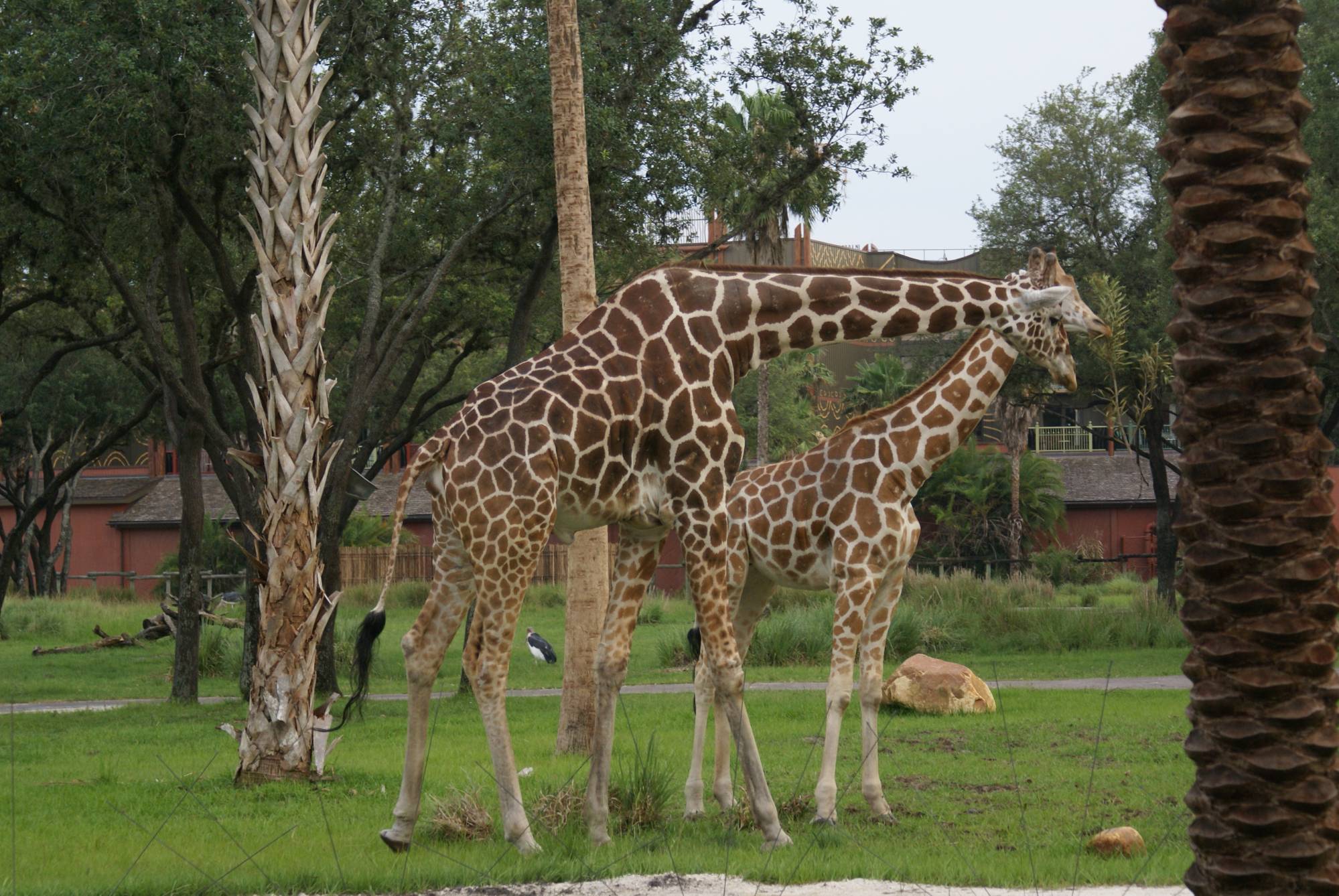 Giraffe at Sanaa