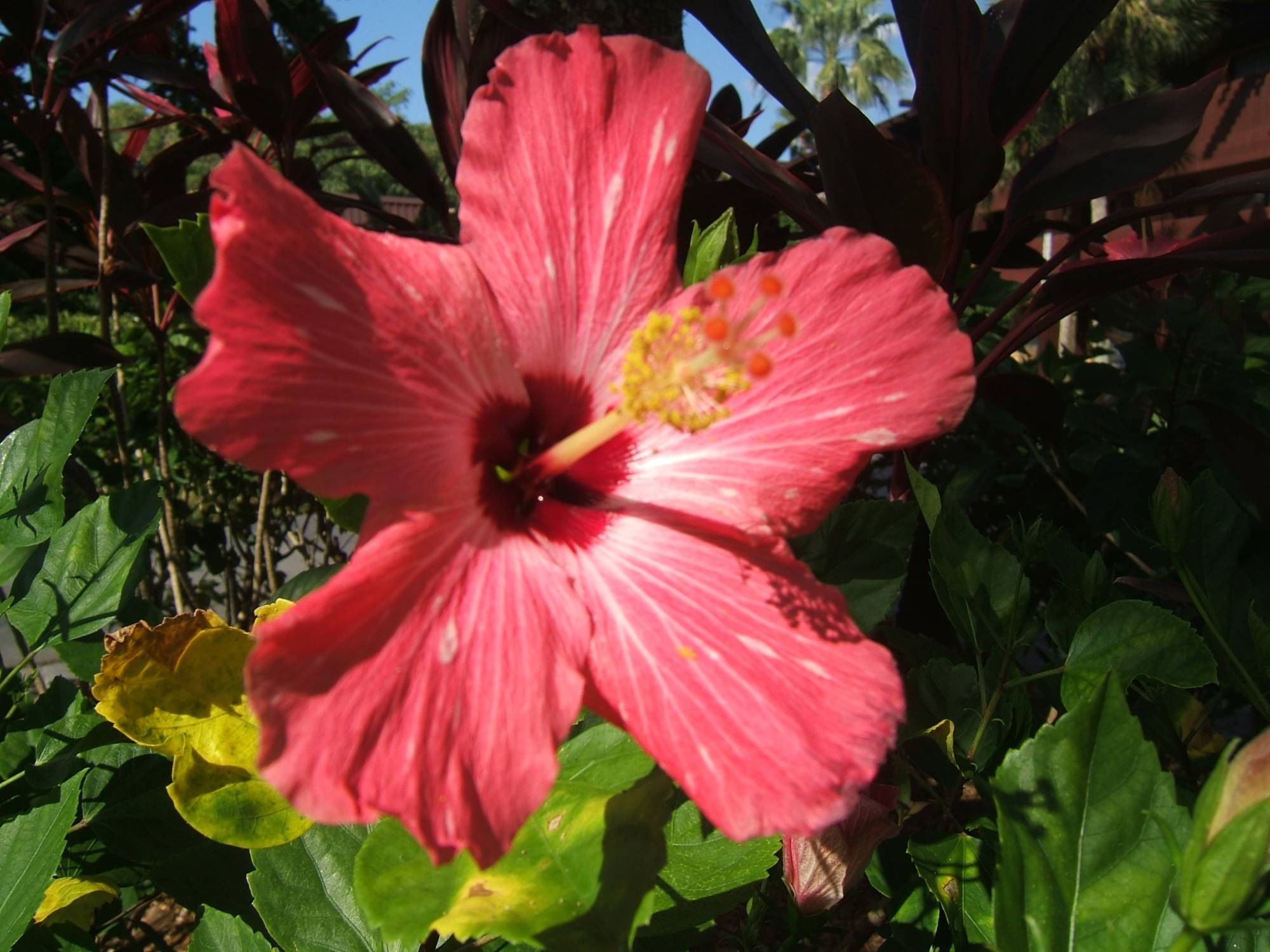 Polynesian - Hibiscus