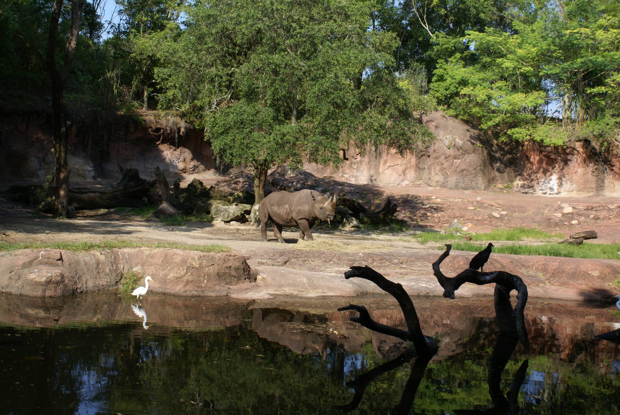 Rhino on Kilimanjaro Safaris