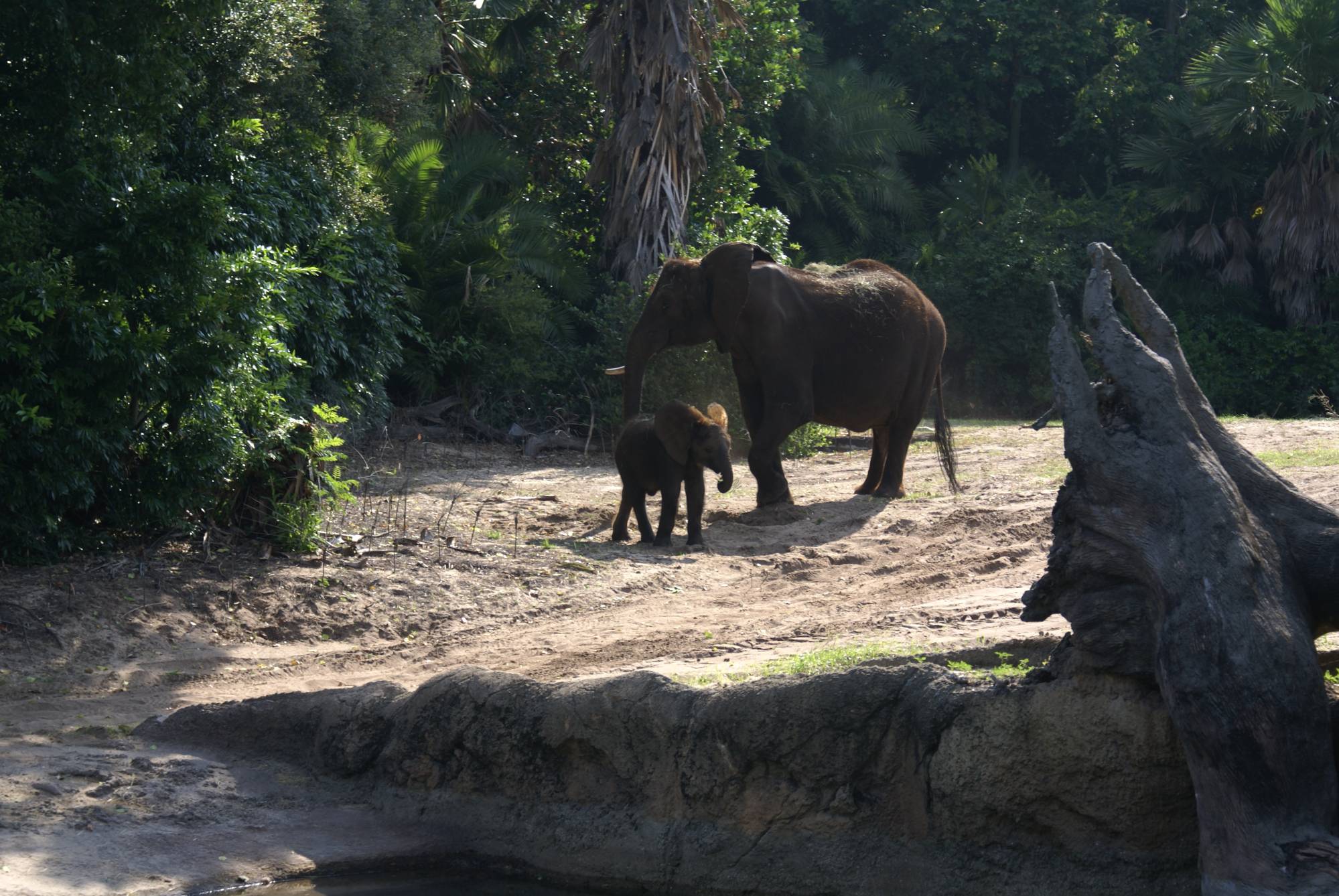 Baby Elephant and Mom