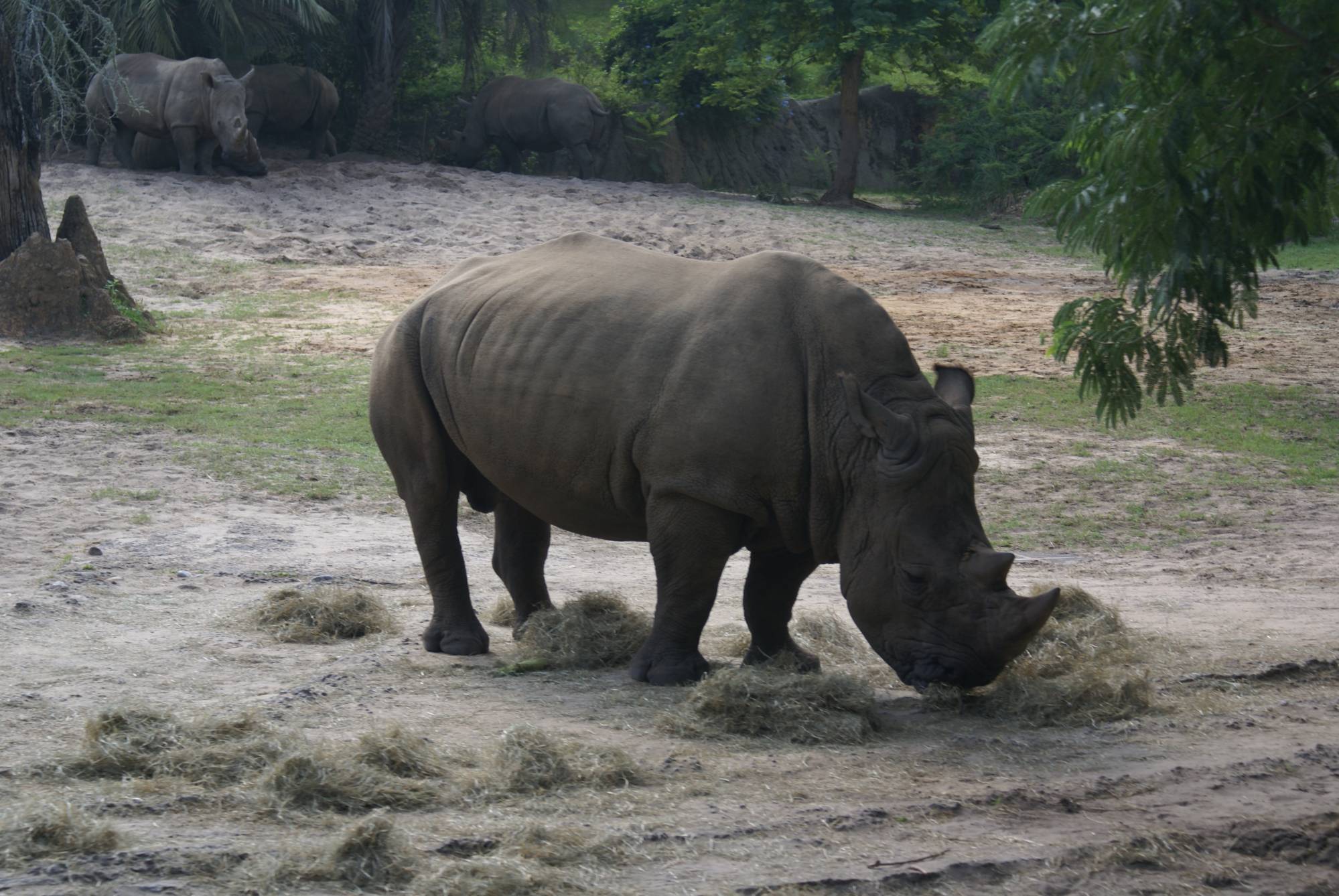 Rhinos are big