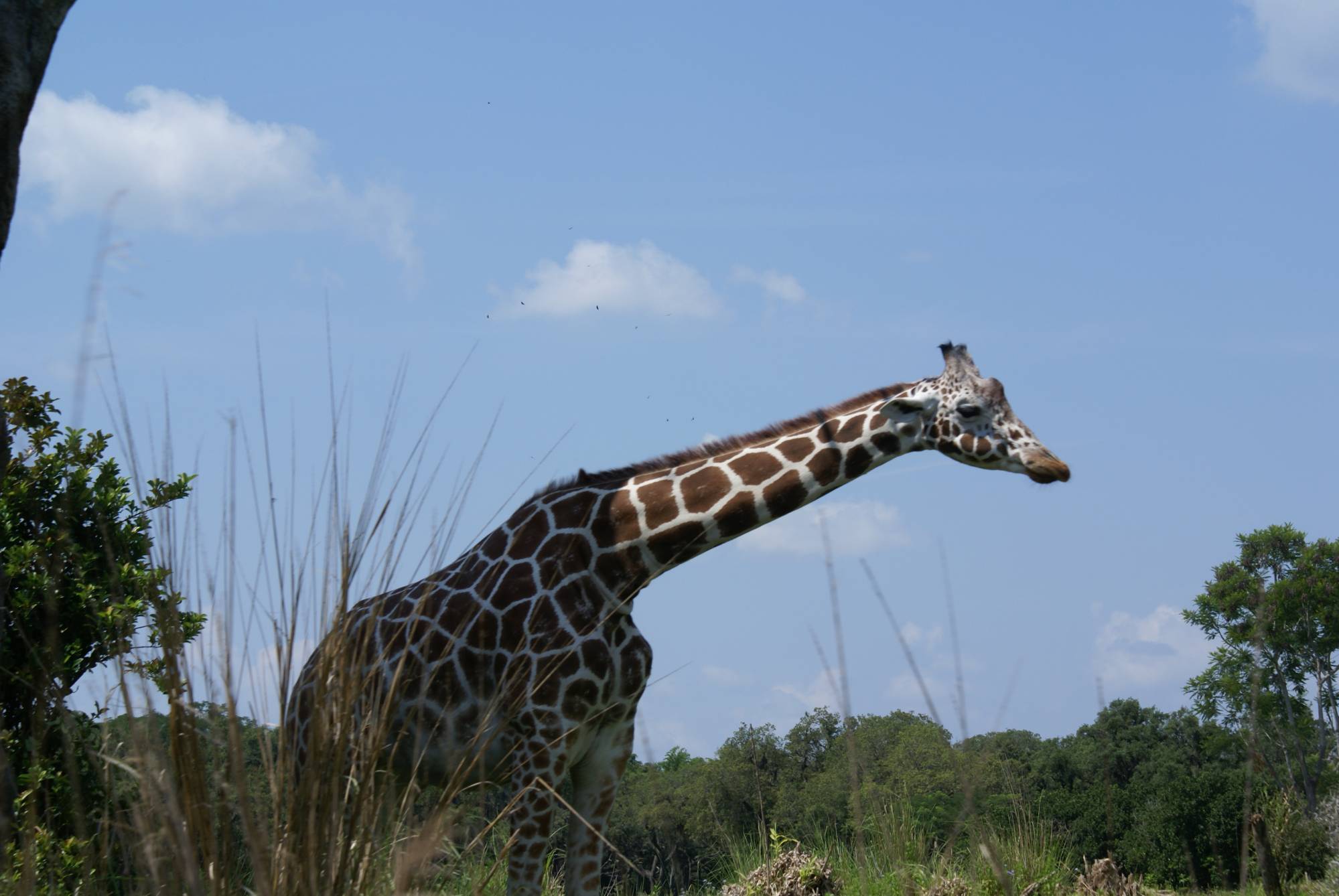 Giraffe Wallking the Savanna