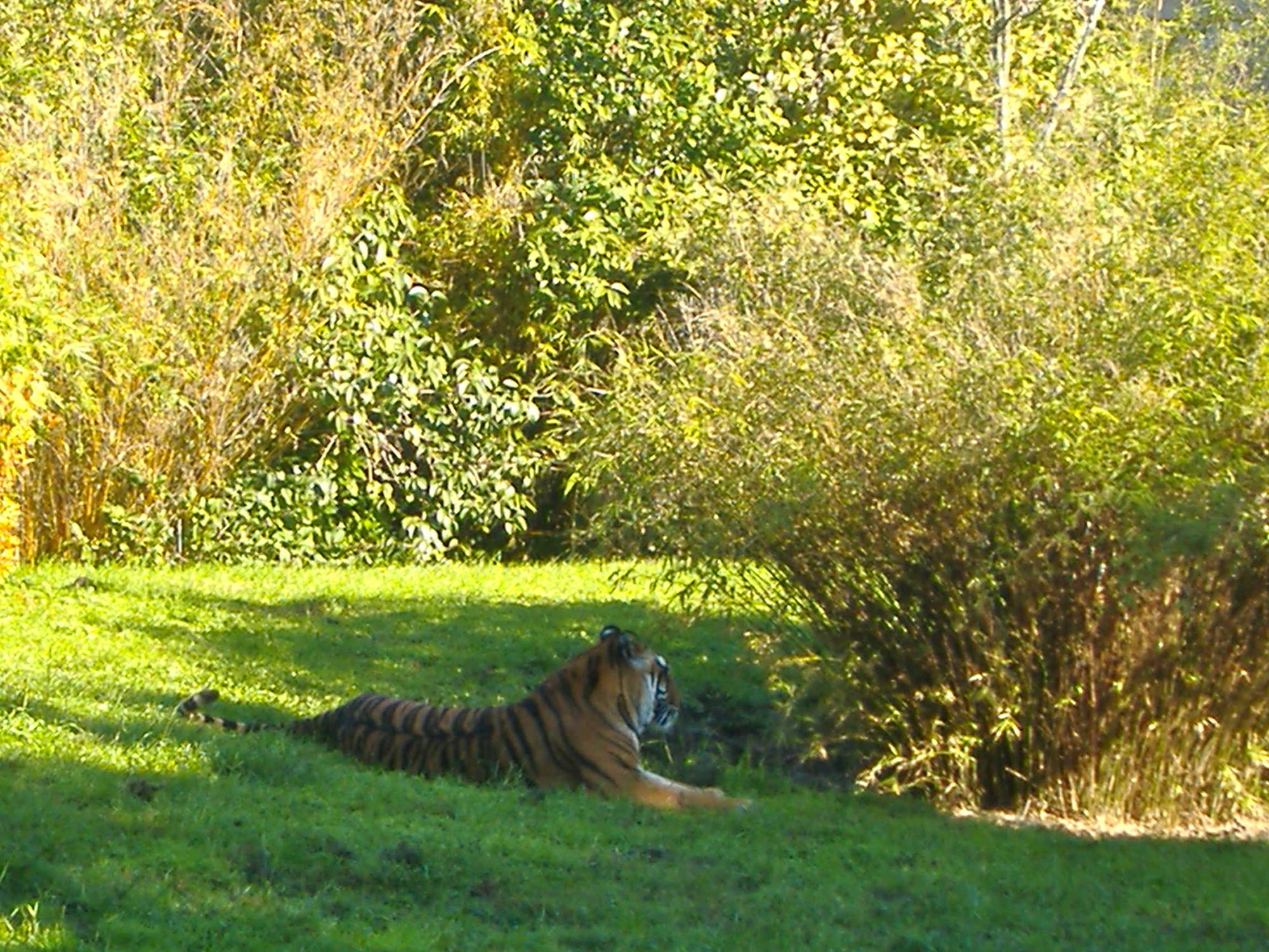 Maharajah Jungle Trek Lion
