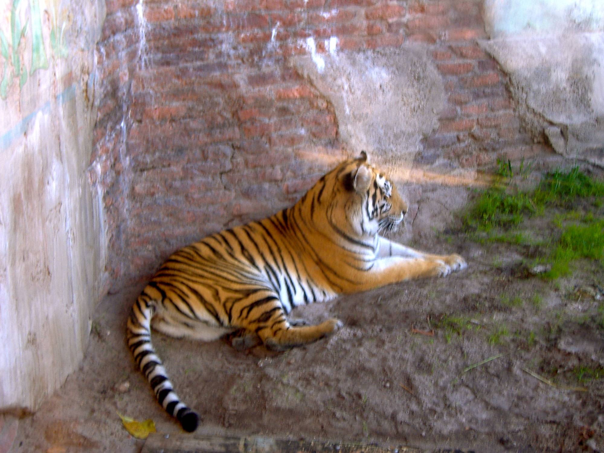 Maharajah Jungle Trek Tiger 2