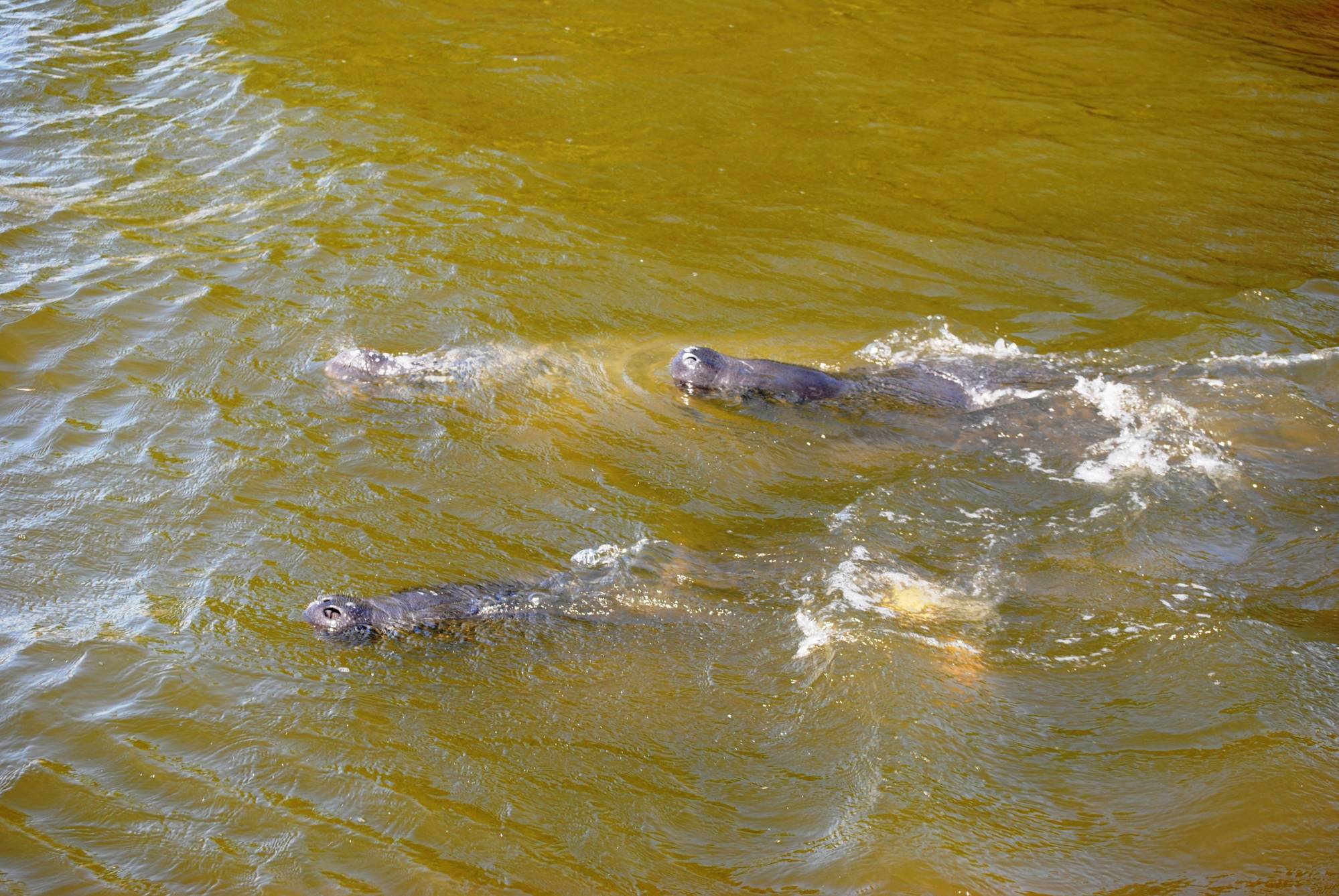 Manatees in Cocoa Beach