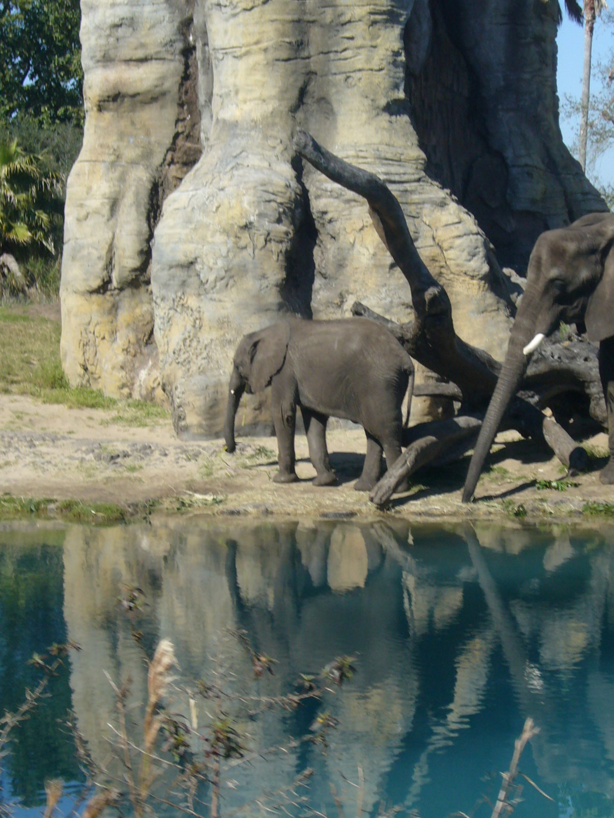 Kilimanjaro Safaris