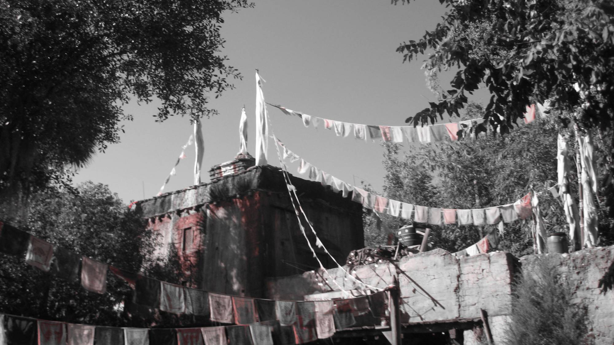 animal_kingdom_prayer_flags