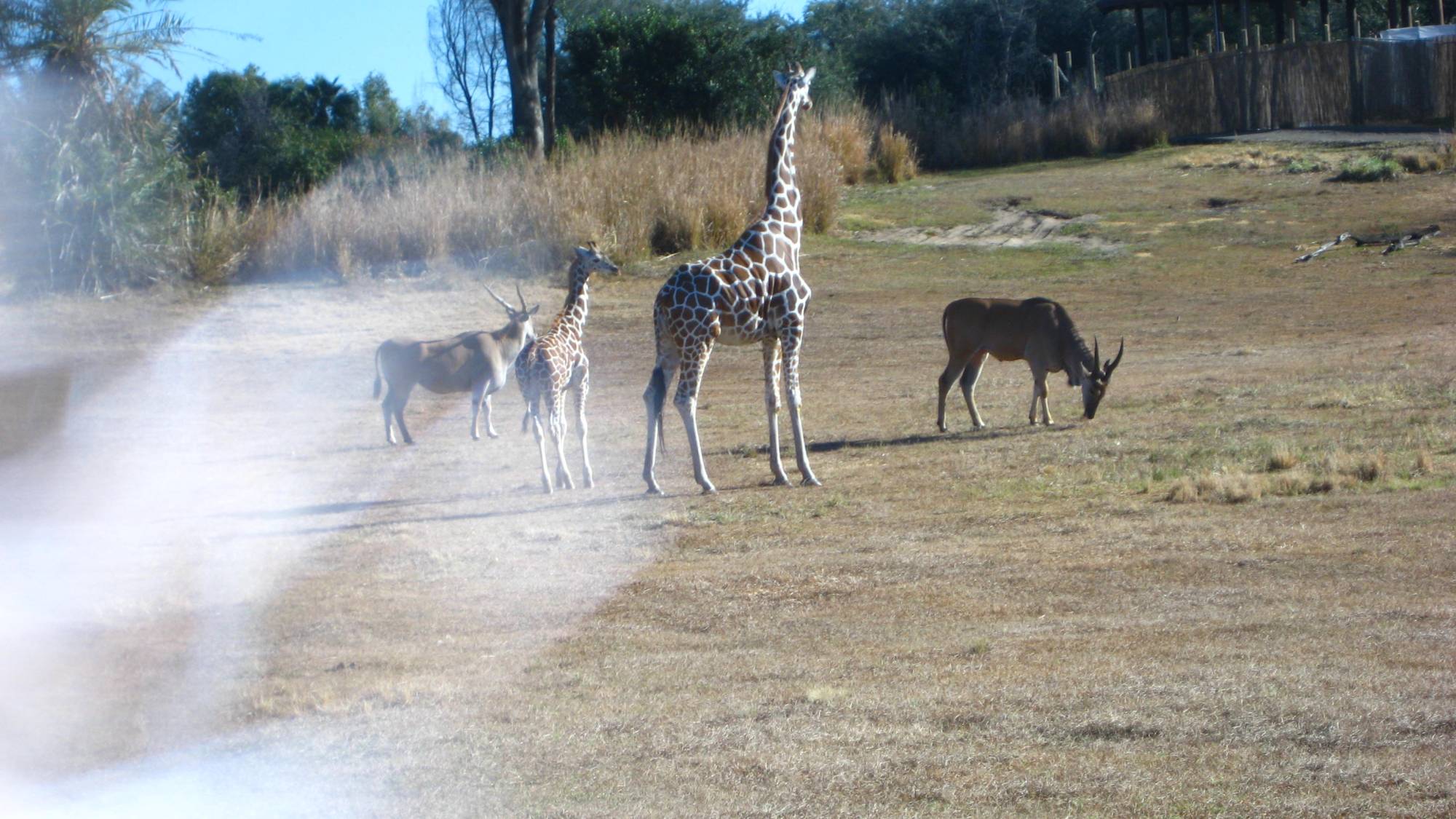 disney_world_animal_kingdom_giraffes