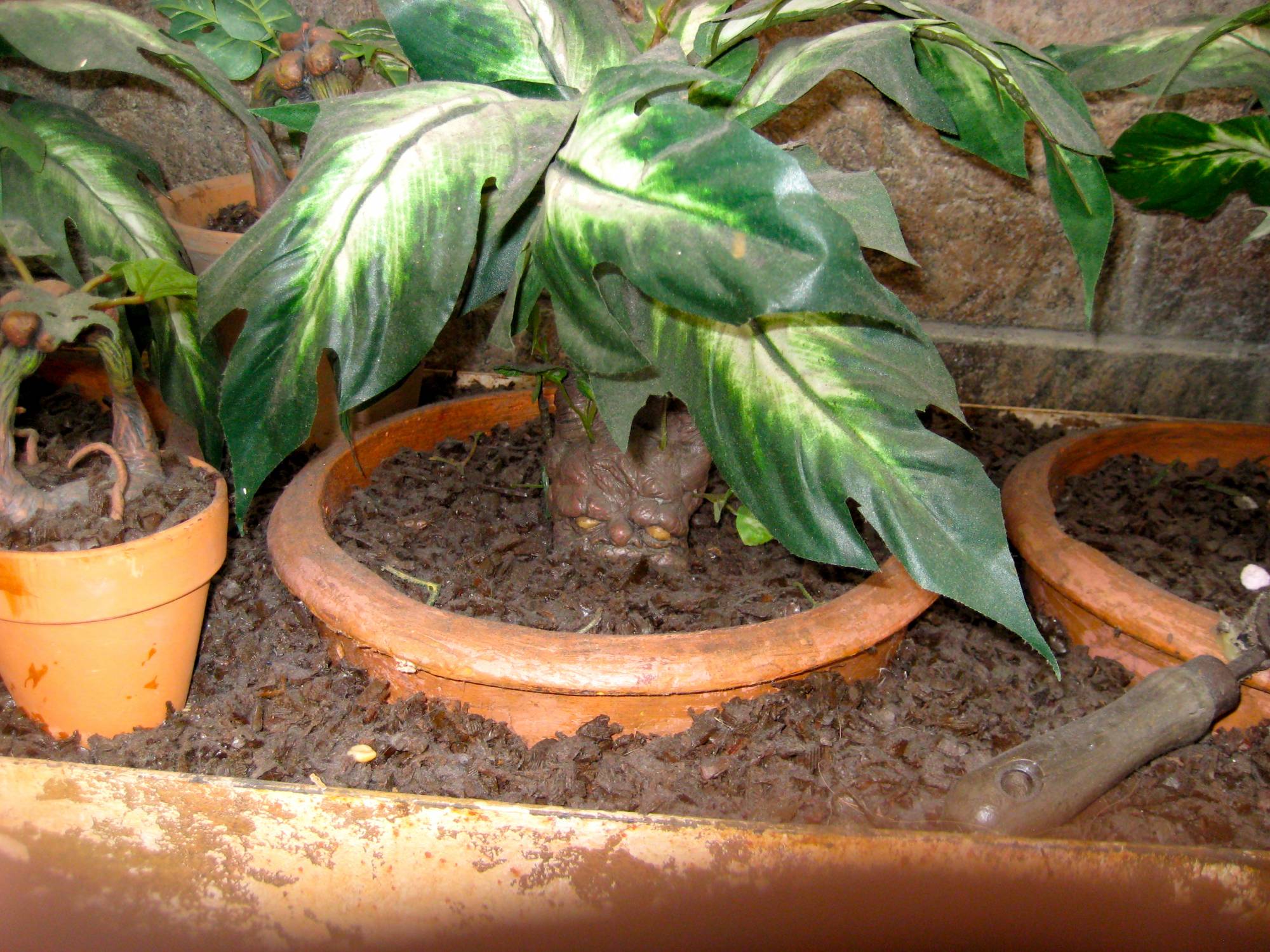 Mandrake Plant