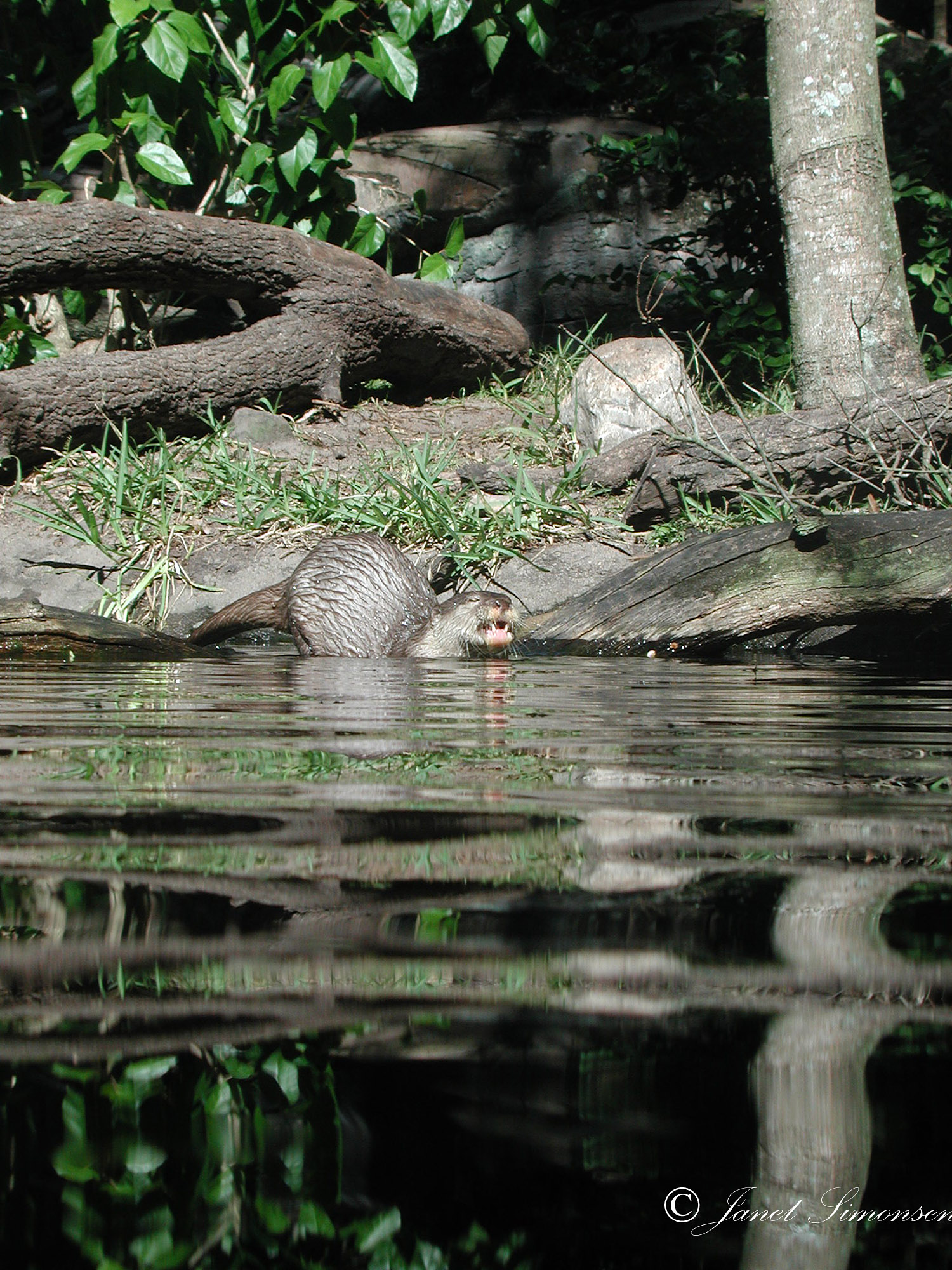 Animal Kingdom - wildlife