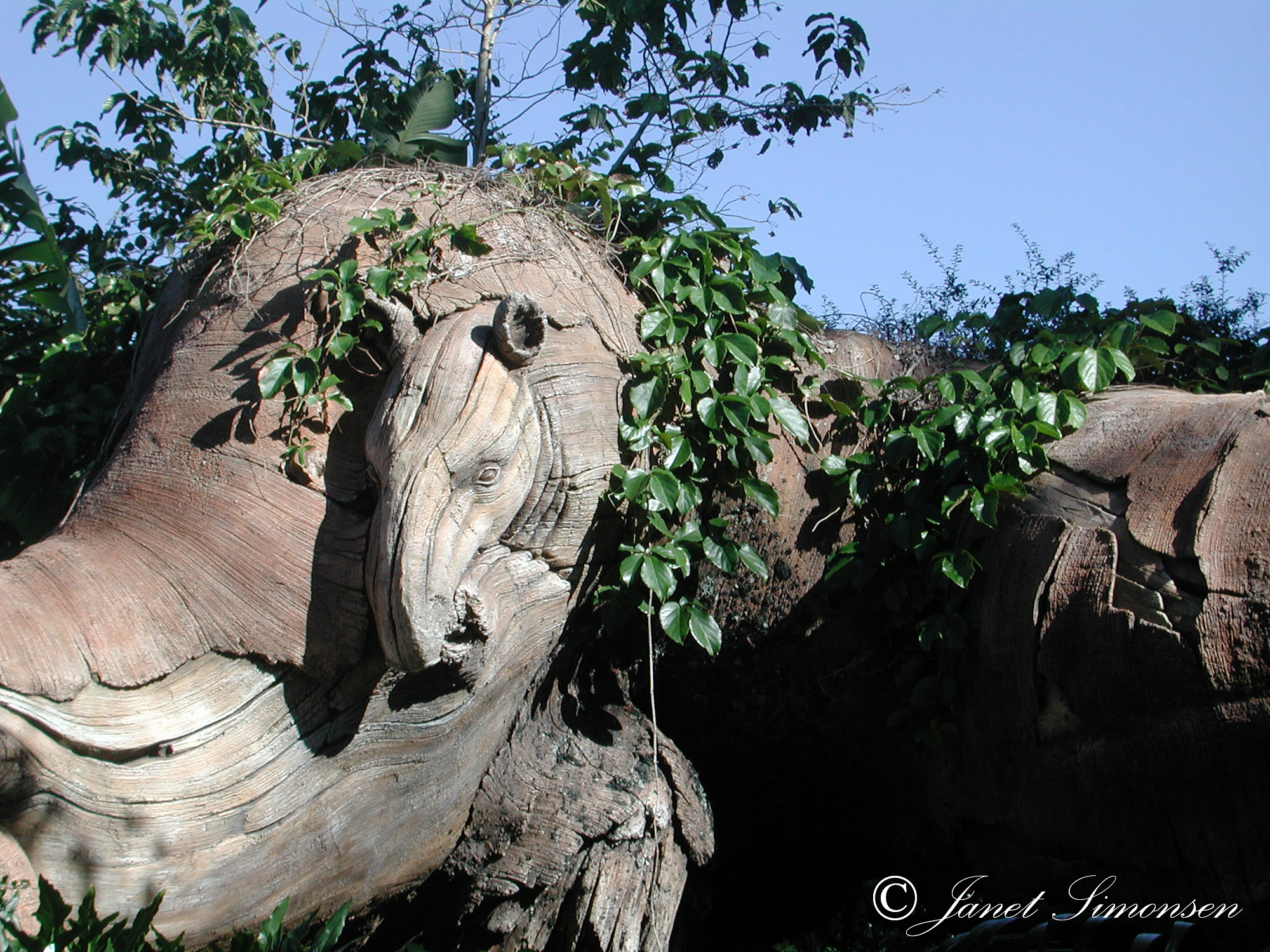 Animal Kingdom- Tree of Life