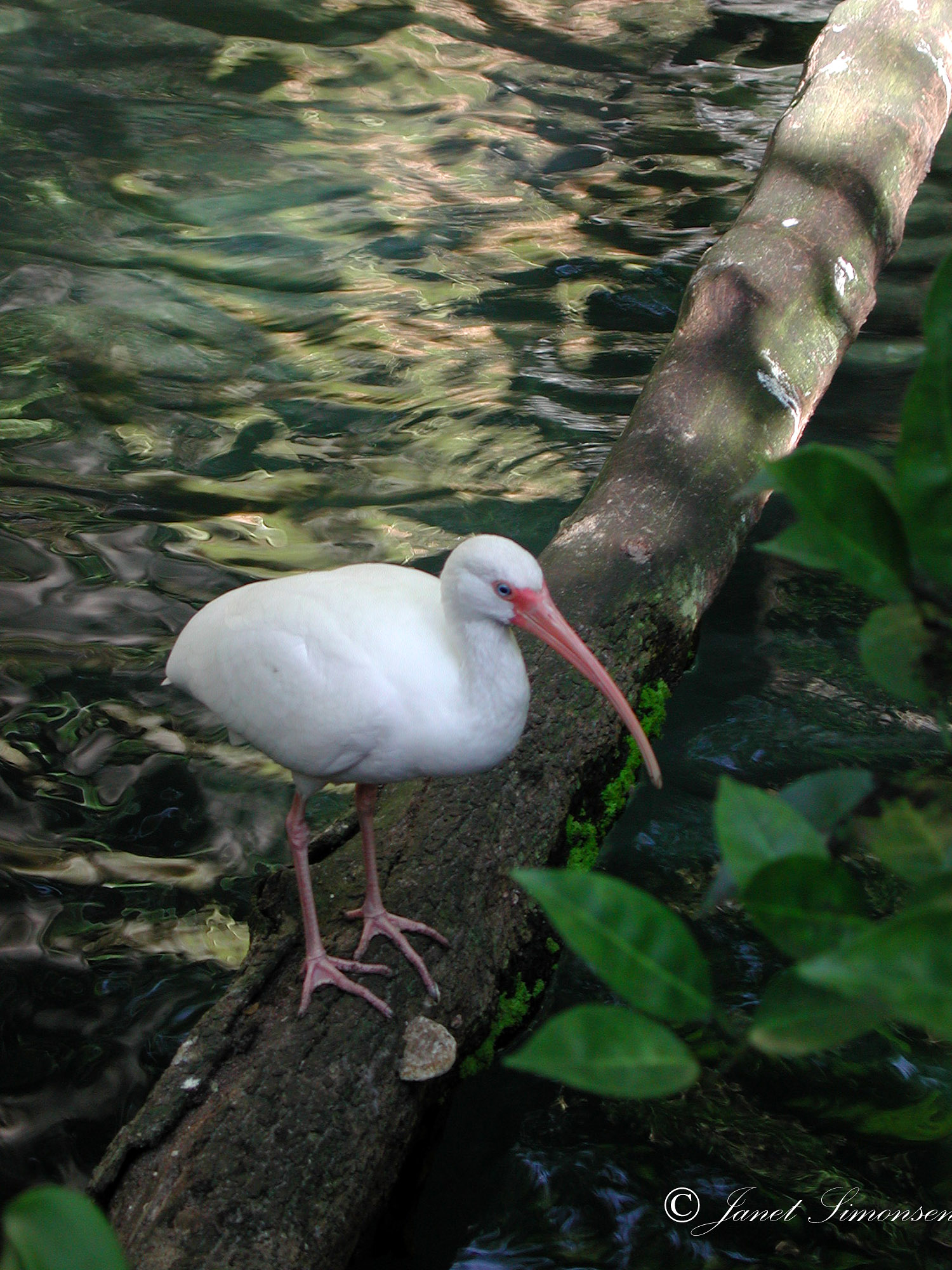 Animal Kingdom - Wildlife