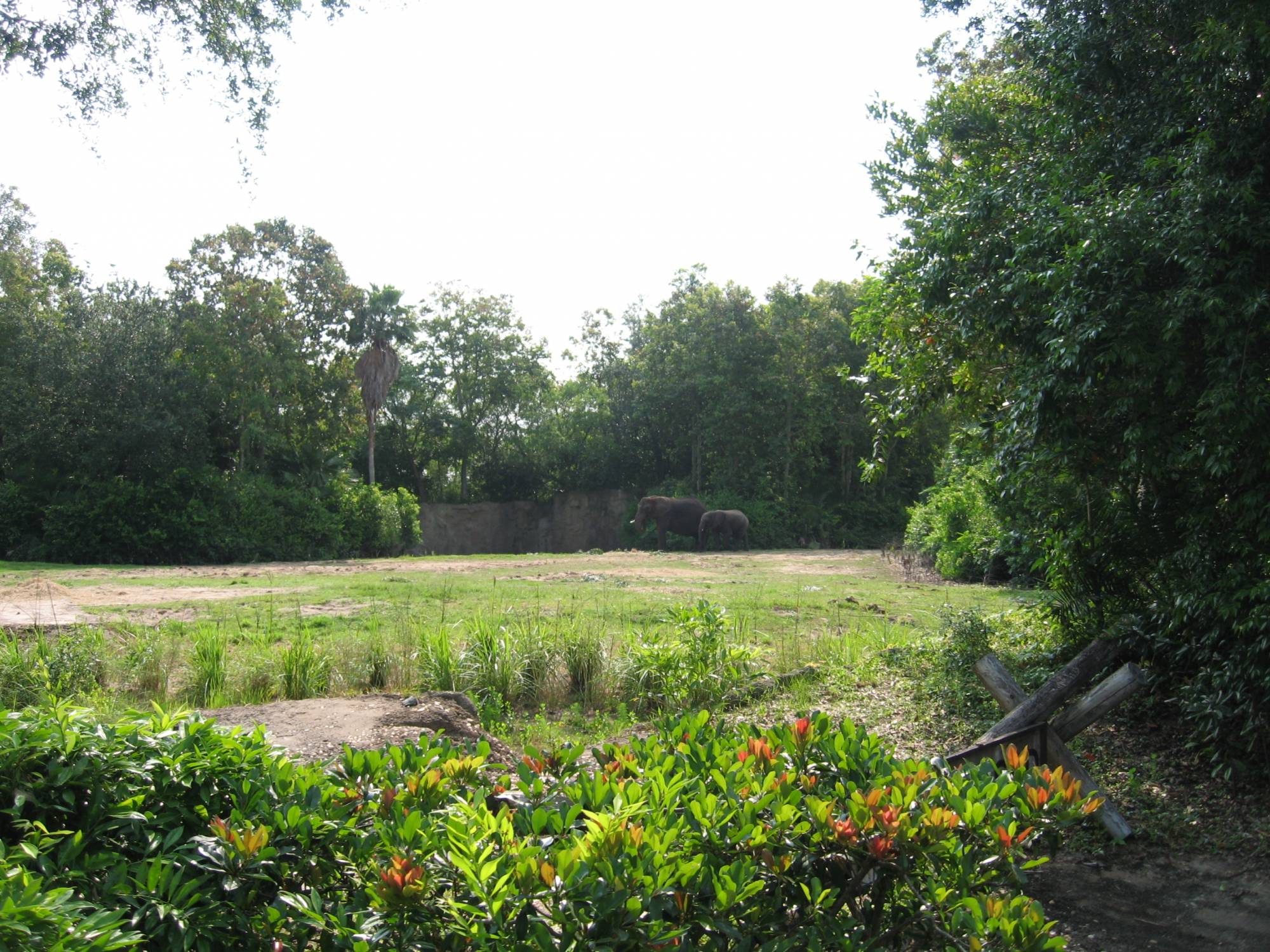 Animal Kingdom-On Kilimanjaro Safari